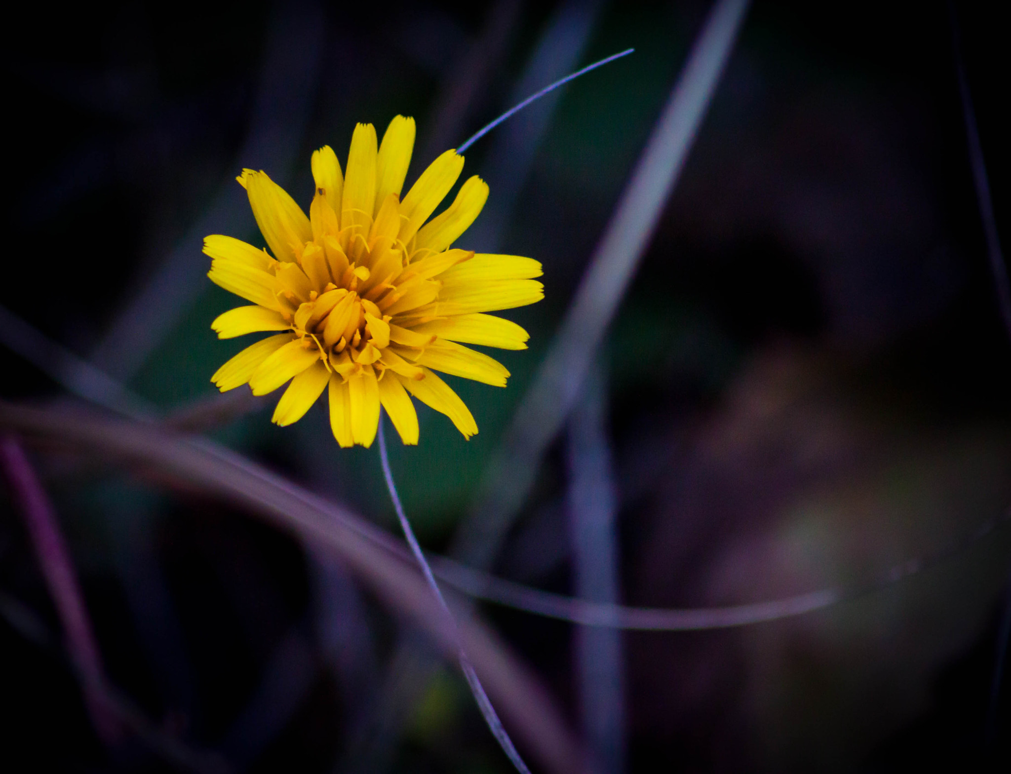 Canon EOS 500D (EOS Rebel T1i / EOS Kiss X3) sample photo. Yellow flower photography