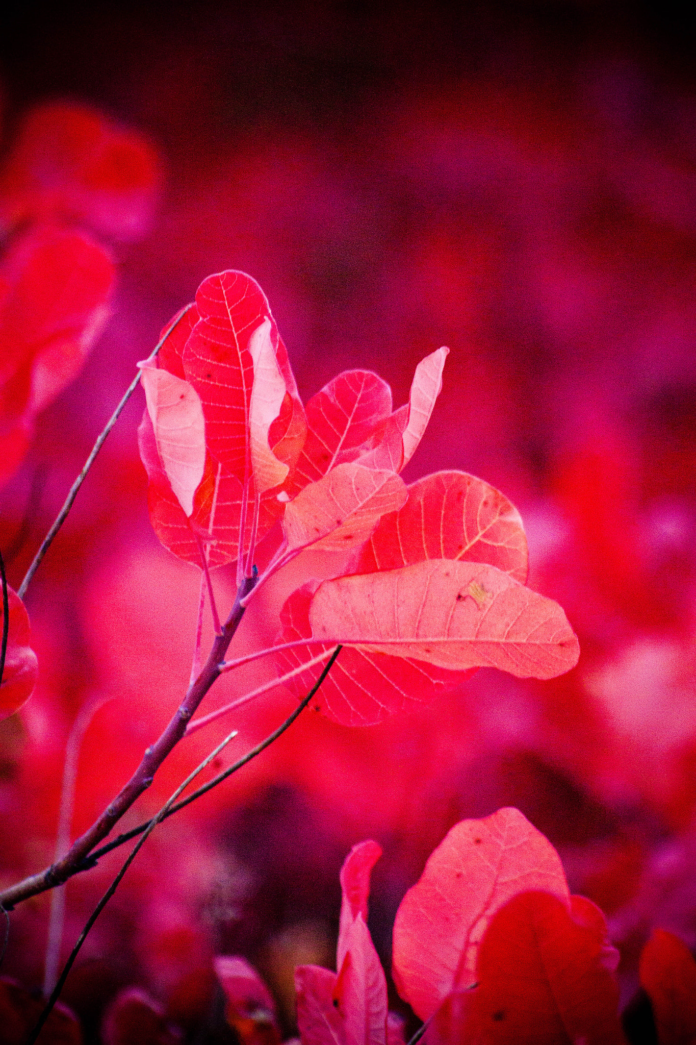 Canon EOS 500D (EOS Rebel T1i / EOS Kiss X3) sample photo. Autumn photography