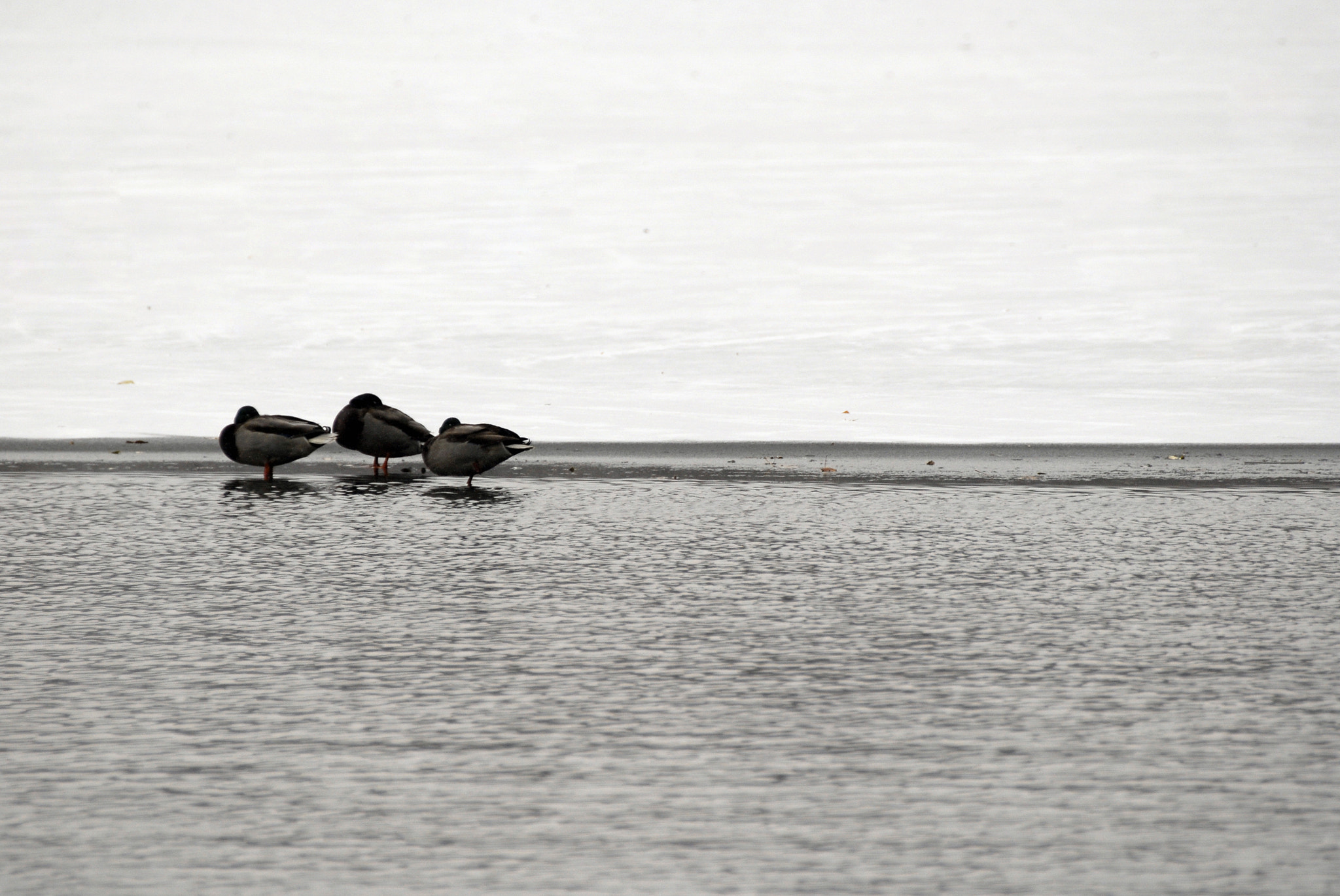 Nikon D200 sample photo. Trio photography
