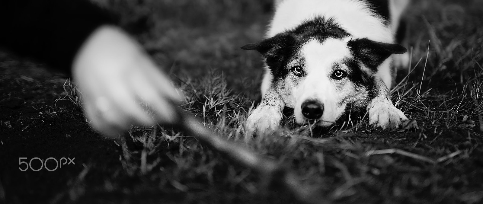 Sigma 50mm F1.4 EX DG HSM sample photo. Fetch ! photography