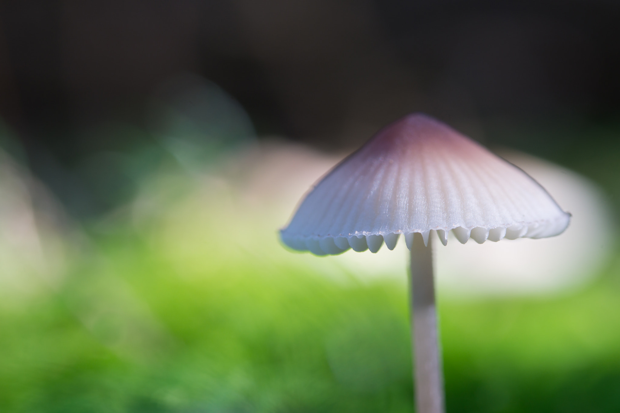 Tamron 18-270mm F3.5-6.3 Di II PZD sample photo. Pilz, ein hauch von fantasie photography