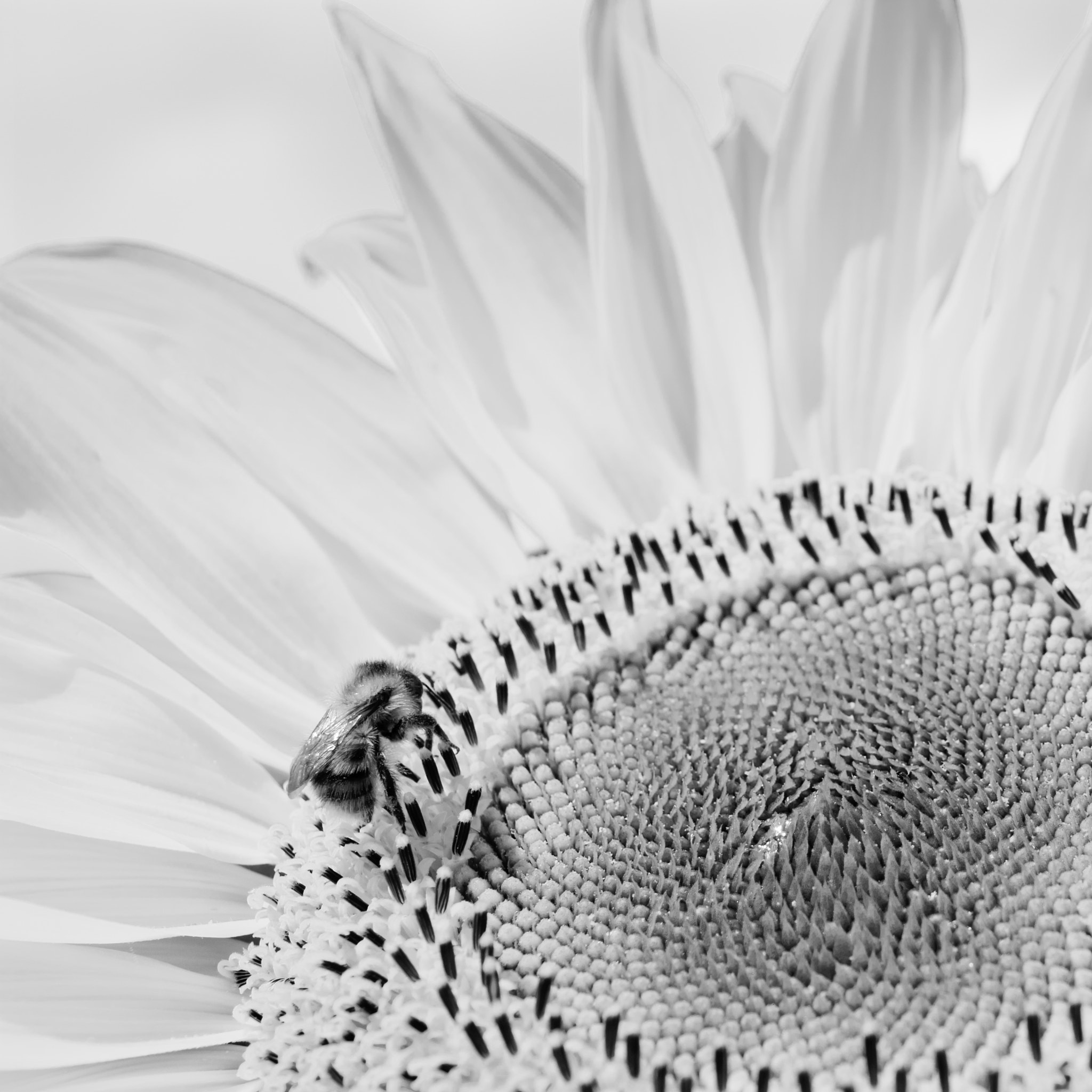 Pentax K20D sample photo. Sunflower photography