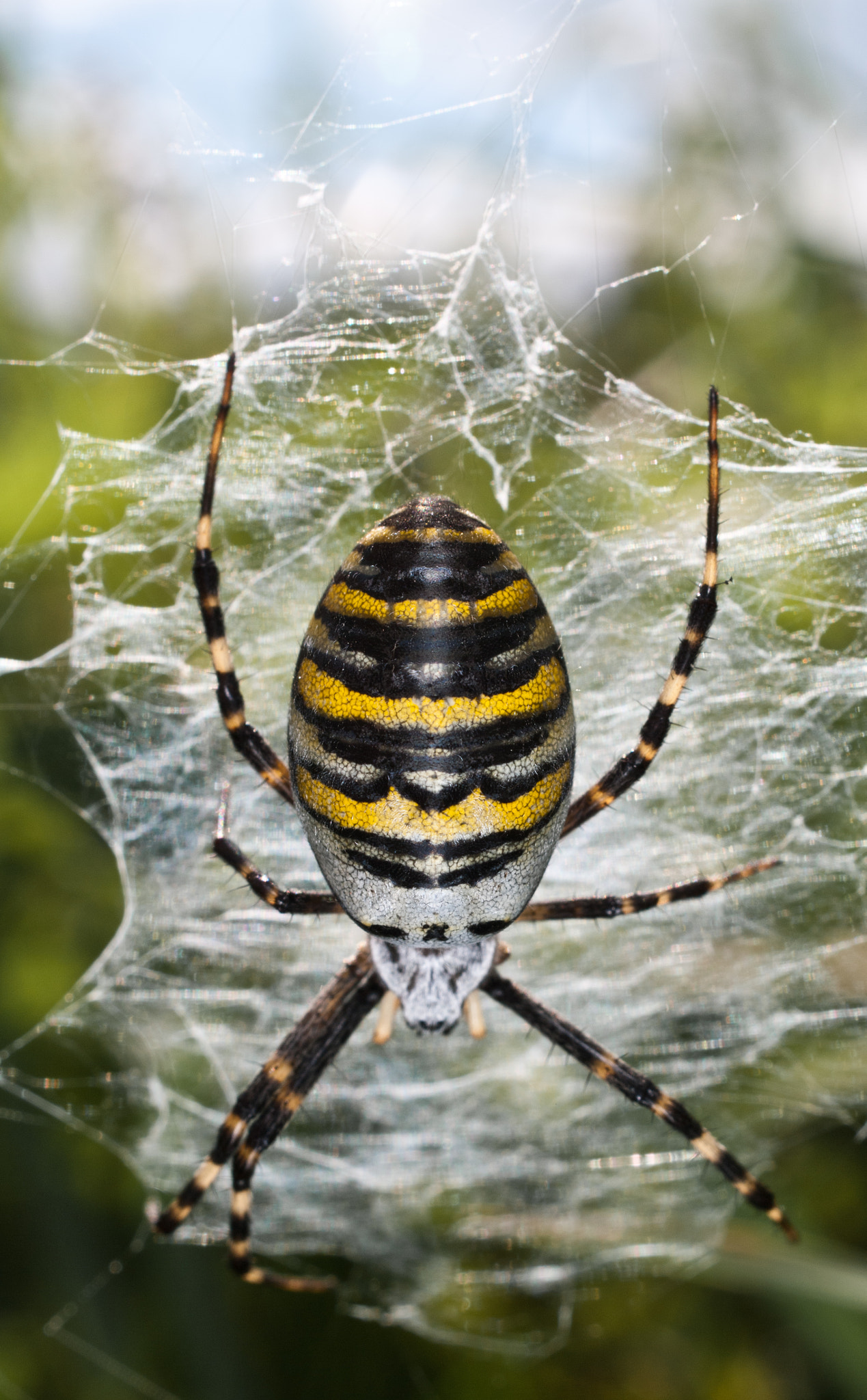 Pentax K20D sample photo. Wasp spider photography