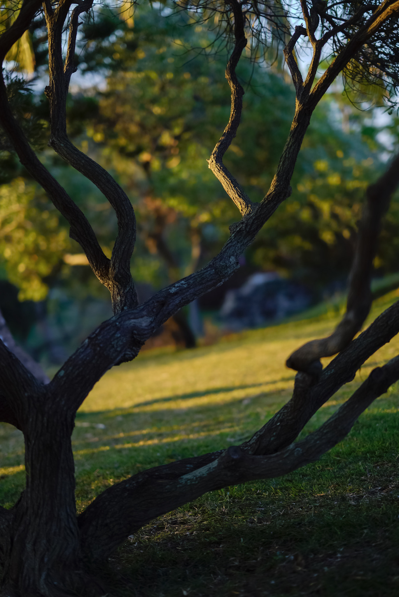 Sony FE 85mm F1.4 GM sample photo