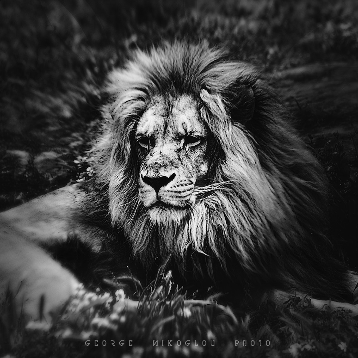 Canon EF 75-300mm f/4-5.6 USM sample photo. The lion king photography