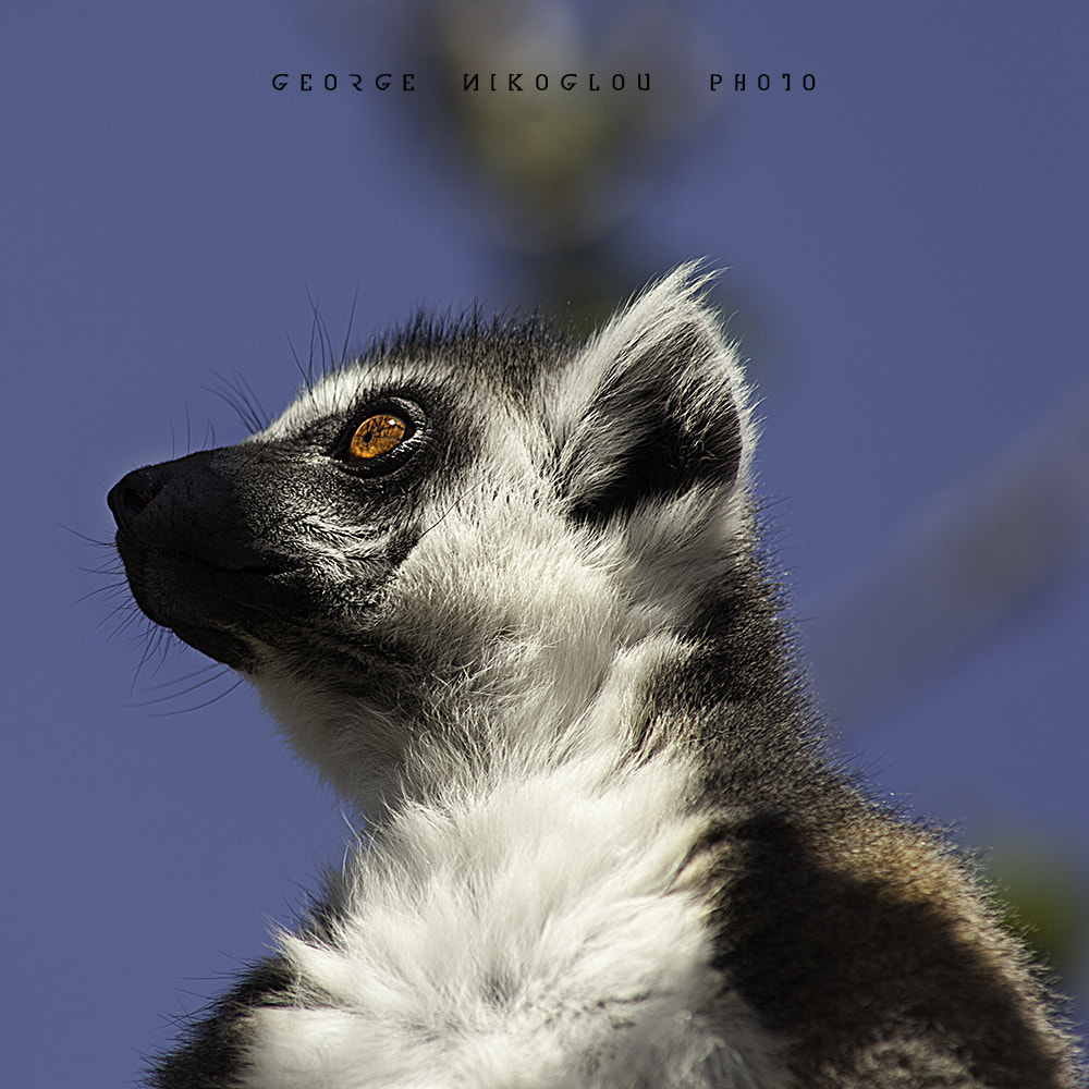 Canon EF 75-300mm f/4-5.6 USM sample photo. Img photography