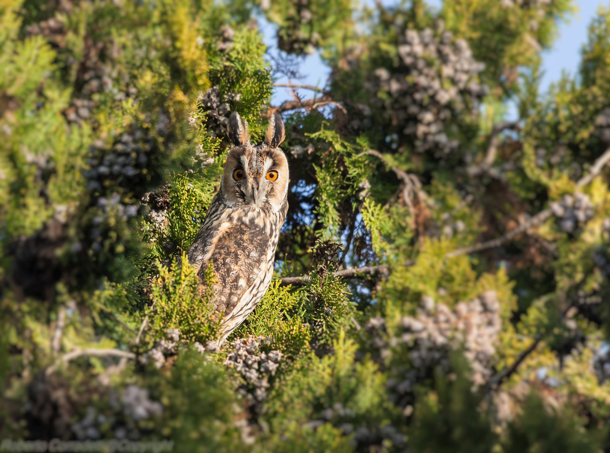 Sigma 150-500mm F5-6.3 DG OS HSM sample photo. Gufo photography