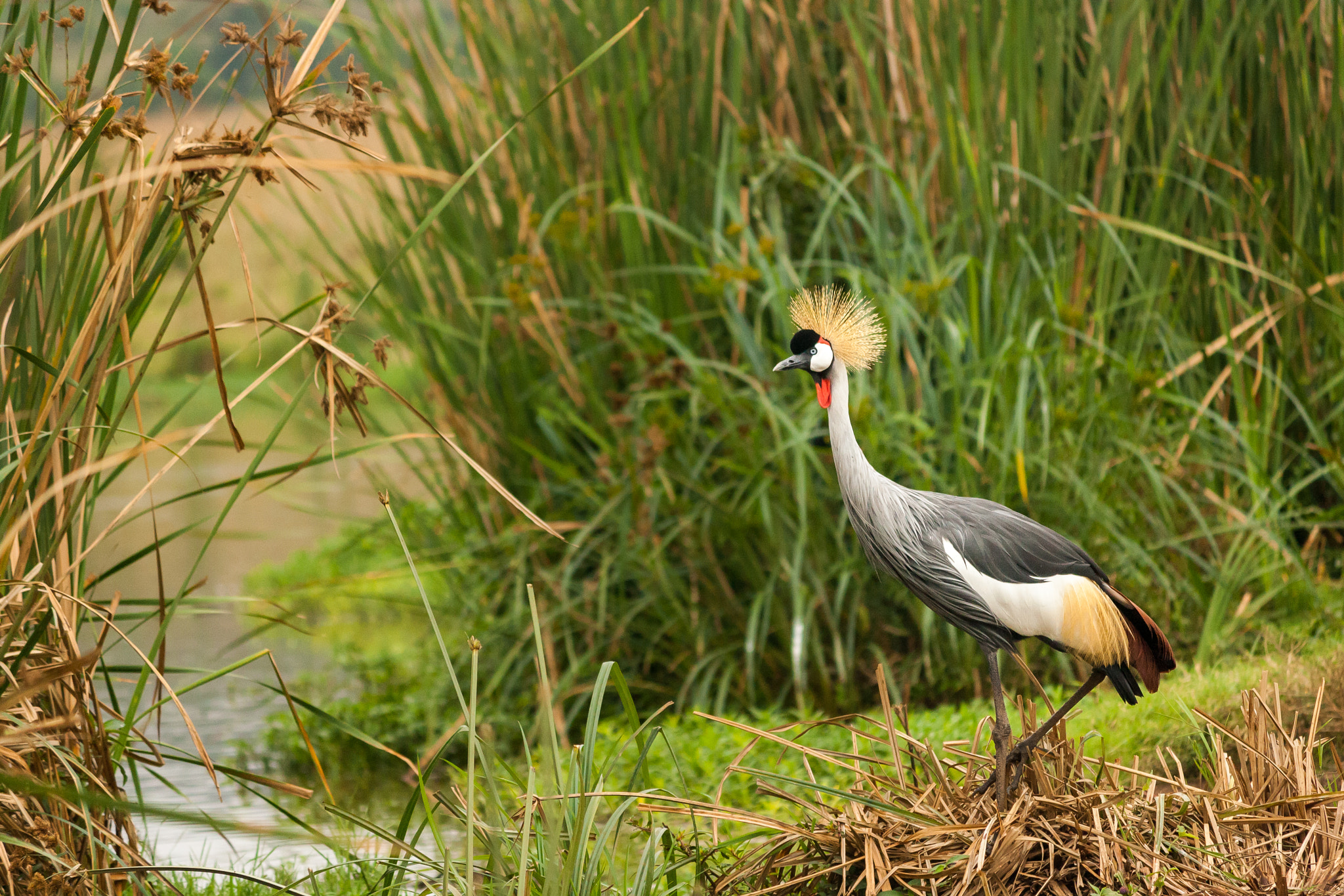 Canon EF-S 55-250mm F4-5.6 IS sample photo. Grey crowned crane photography
