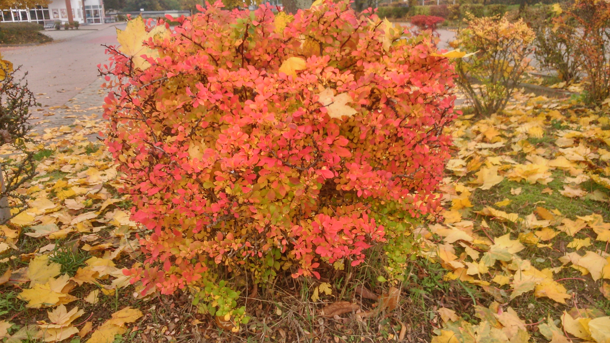 Sony Xperia L sample photo. Autumn 3 photography