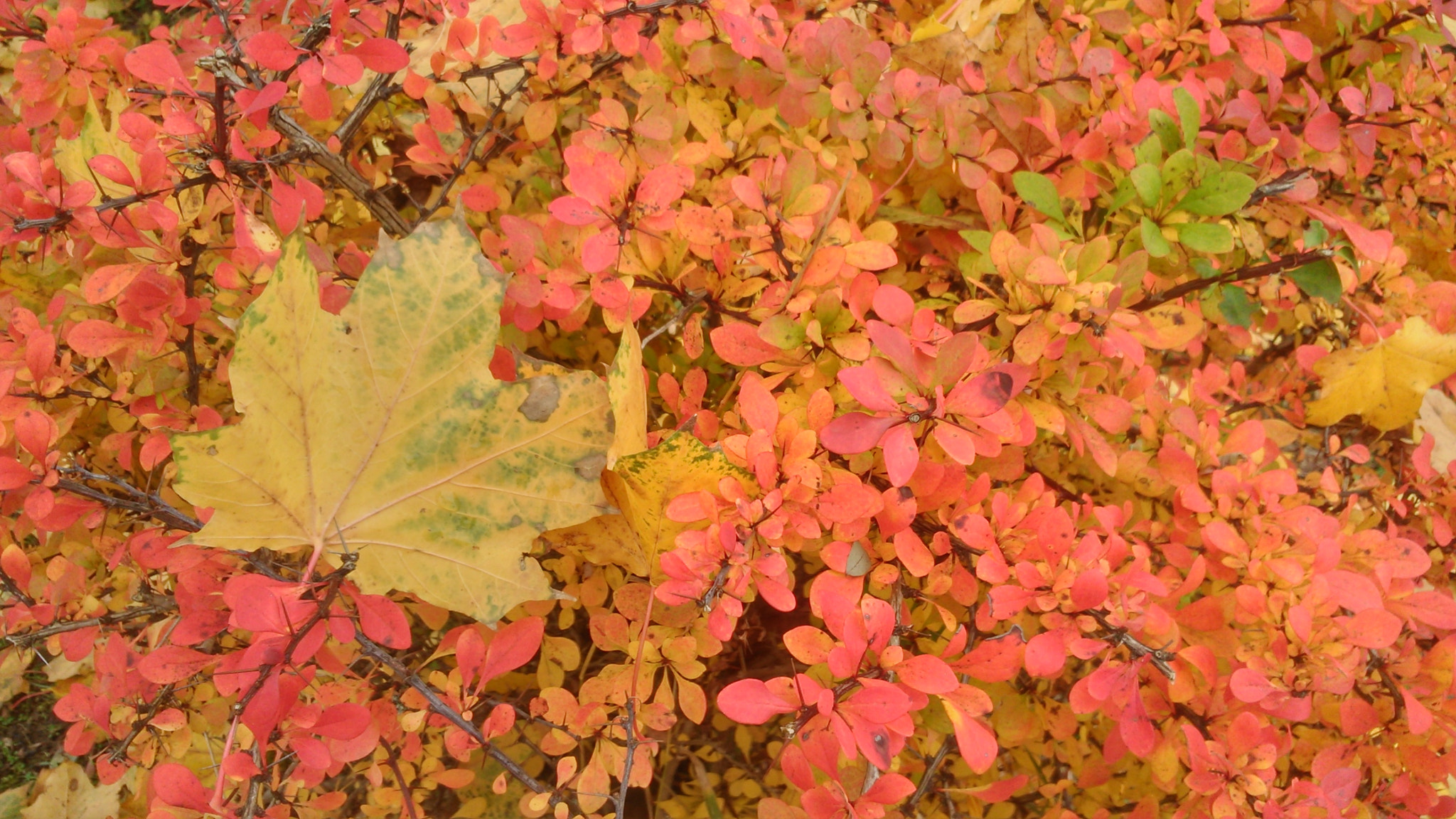 Sony Xperia L sample photo. Autumn 4  photography