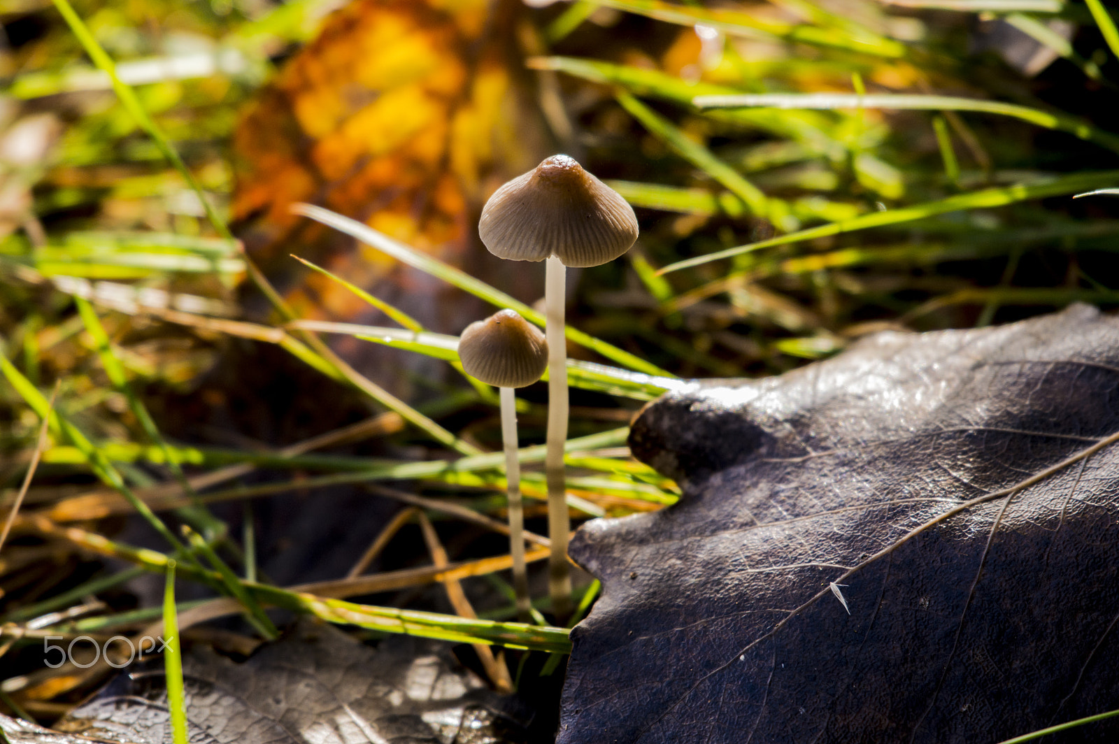 Nikon AF-S Nikkor 200-500mm F5.6E ED VR sample photo. Mushroom photography