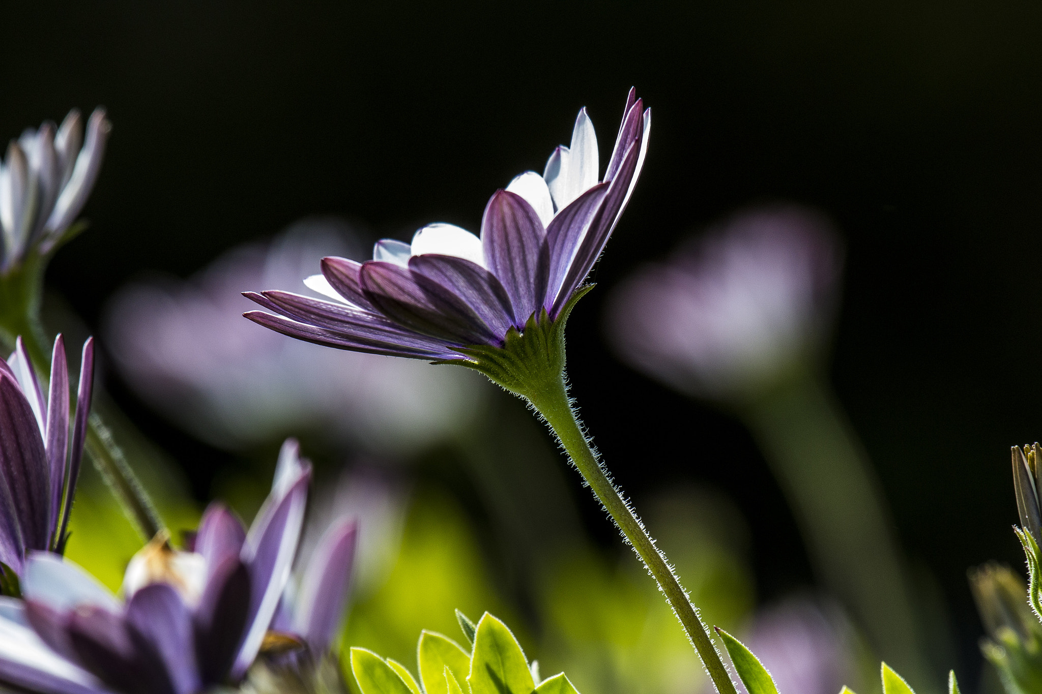 Canon EF 100-400mm F4.5-5.6L IS USM sample photo. Purple flower photography