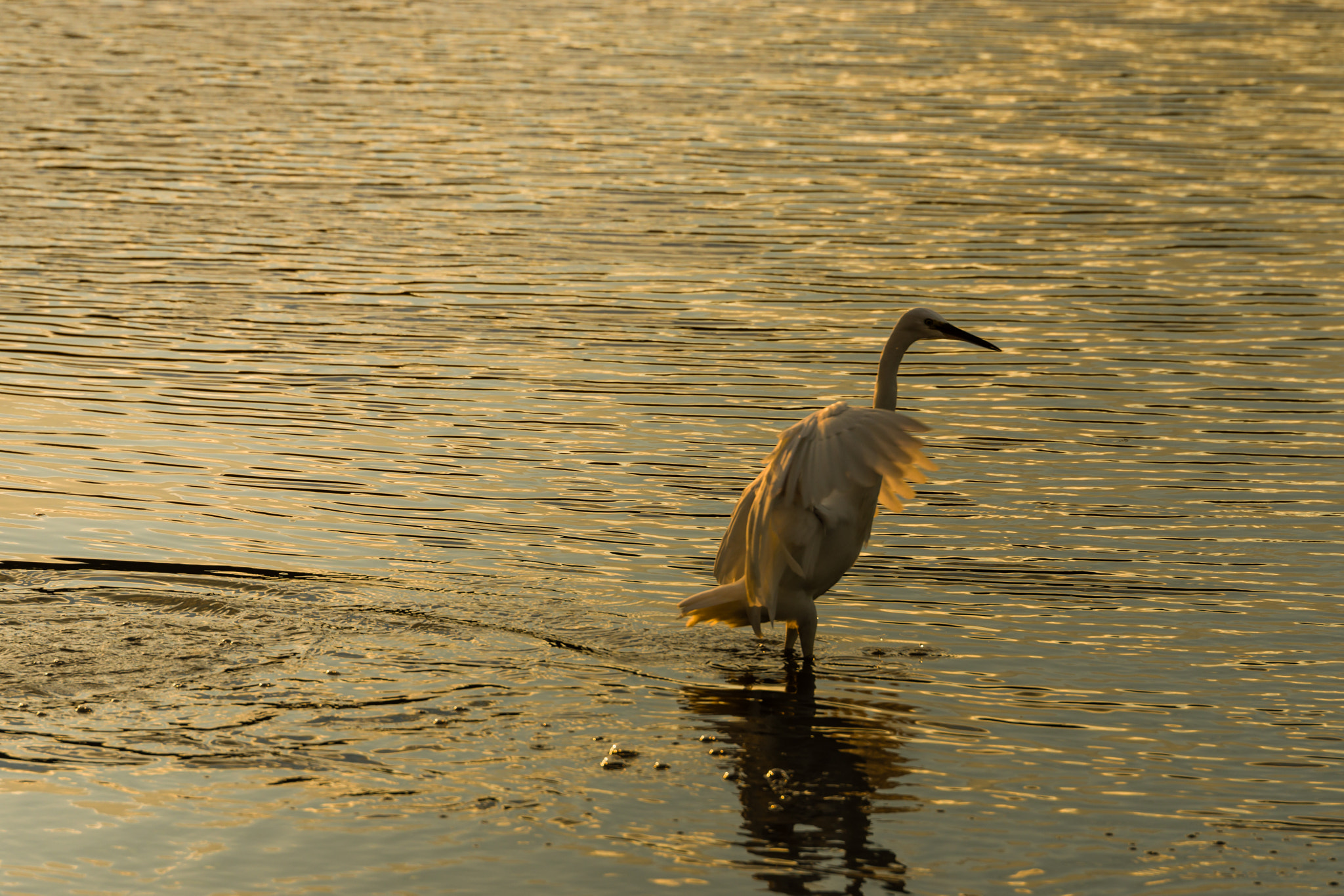 Pentax D FA* 70-200mm F2.8ED DC AW sample photo. ** photography