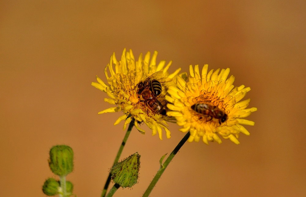 Sigma 70-300mm F4-5.6 APO Macro Super II sample photo. Les fleurs et les abeilles photography