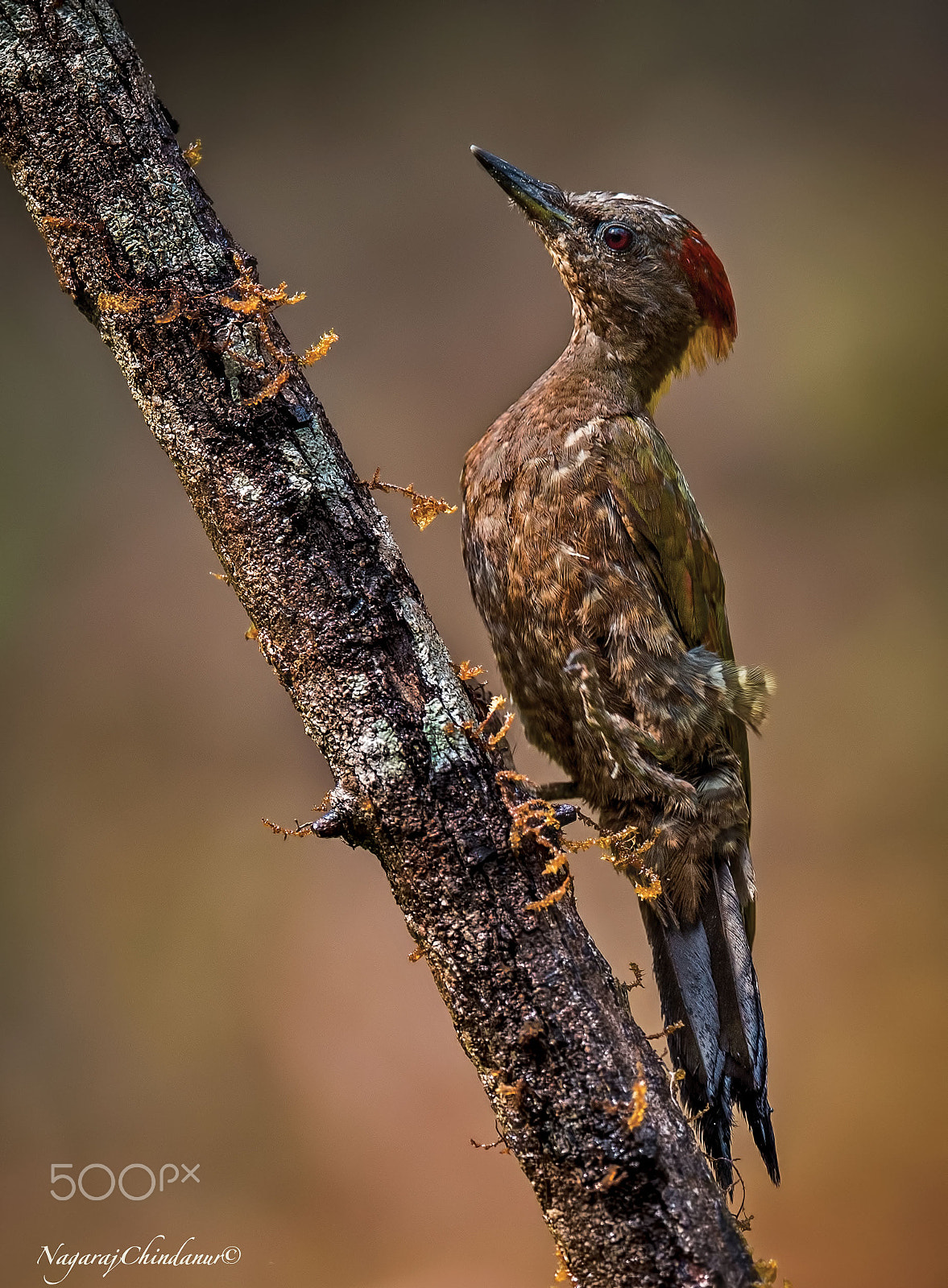 Nikon AF-S Nikkor 600mm F4E FL ED VR sample photo. Lesser goldenback photography