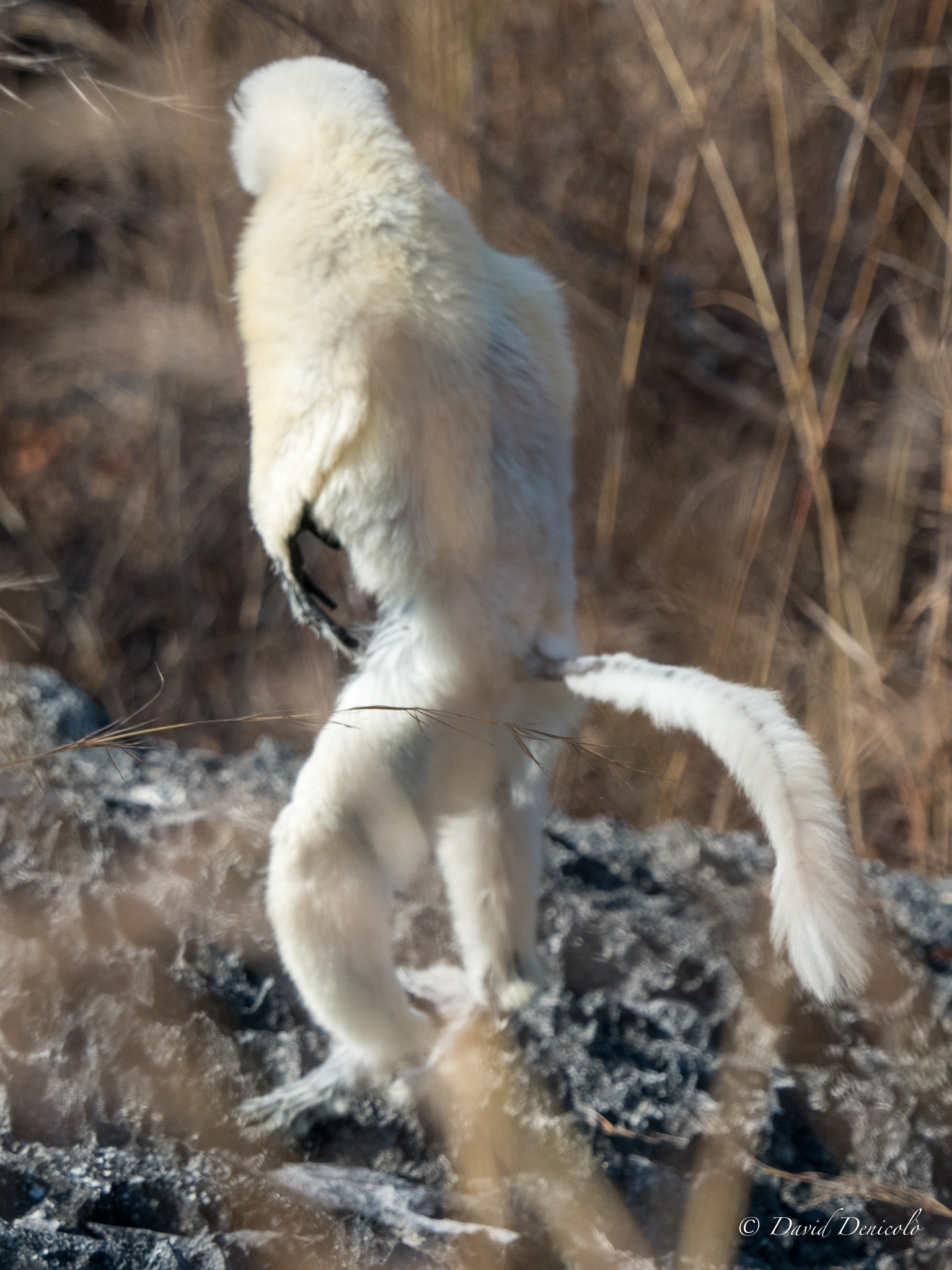 Olympus OM-D E-M5 II + Olympus M.Zuiko Digital ED 40-150mm F2.8 Pro sample photo. Madagascar's ghost photography