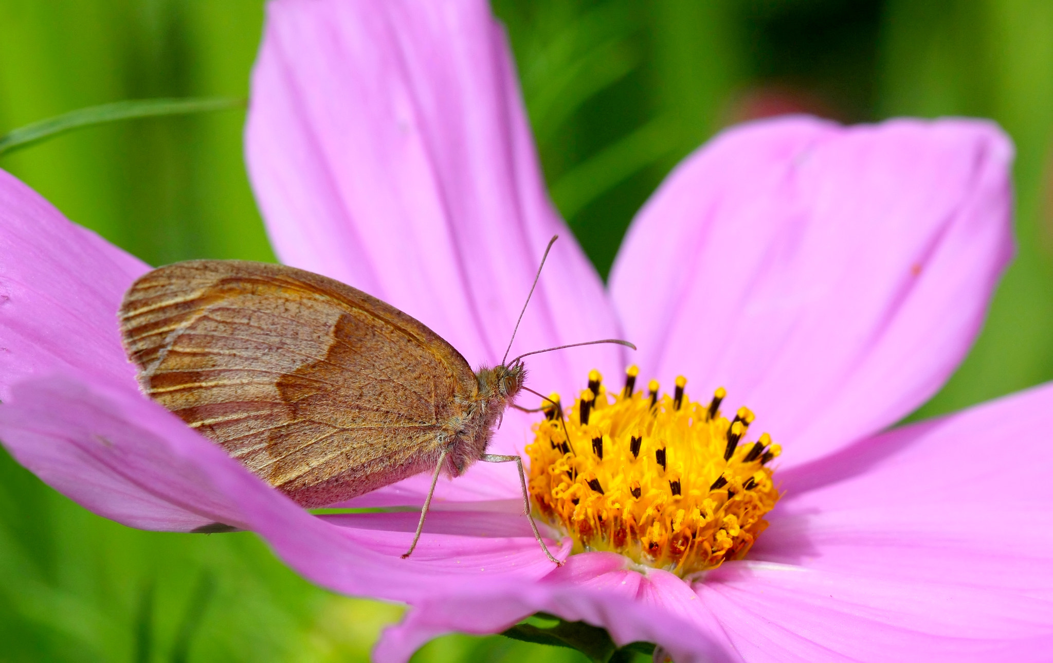 Canon EF 100mm F2.8 Macro USM sample photo. The breakfast of the butterfly.... photography