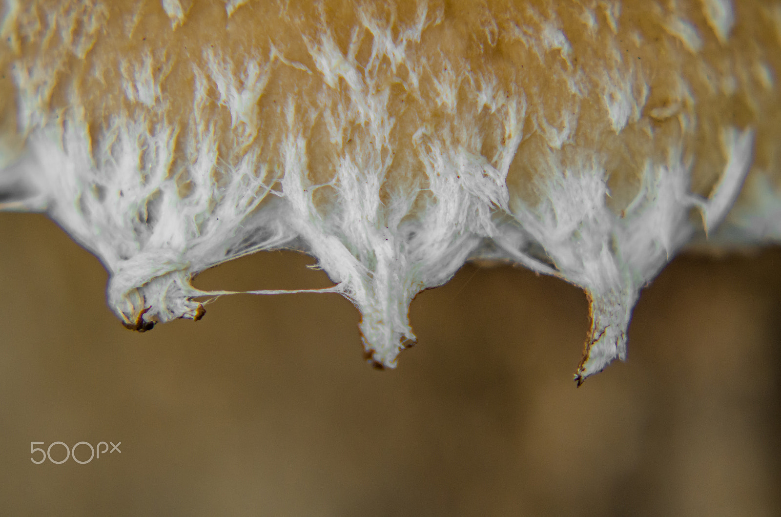 Pentax K-50 sample photo. Detail of a mushroom photography