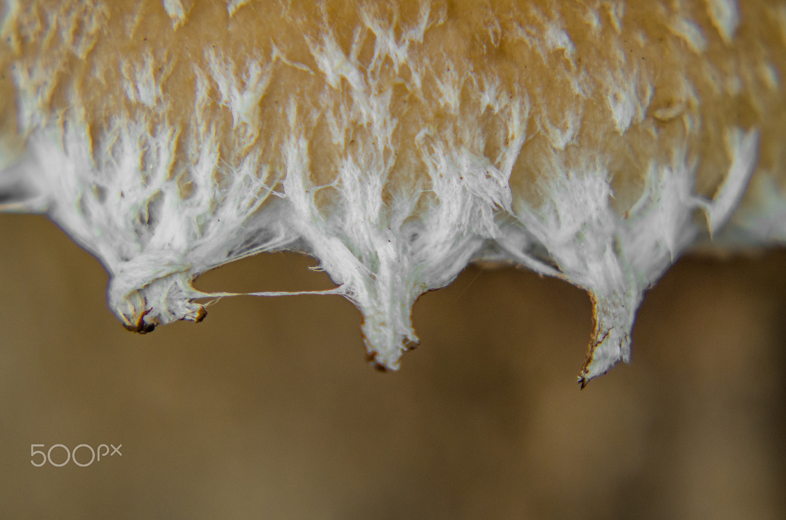 Tamron AF 70-300mm F4-5.6 Di LD Macro sample photo. Detail of a mushroom photography