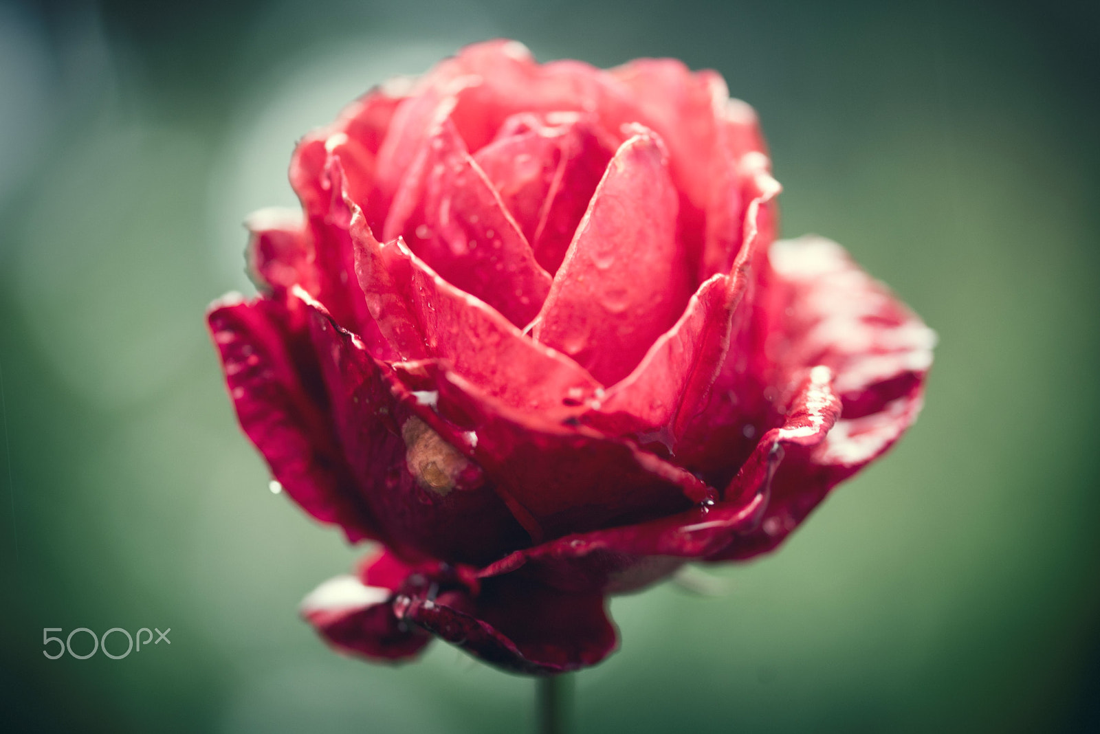 Sigma 105mm F2.8 EX DG OS HSM sample photo. Wet roses photography