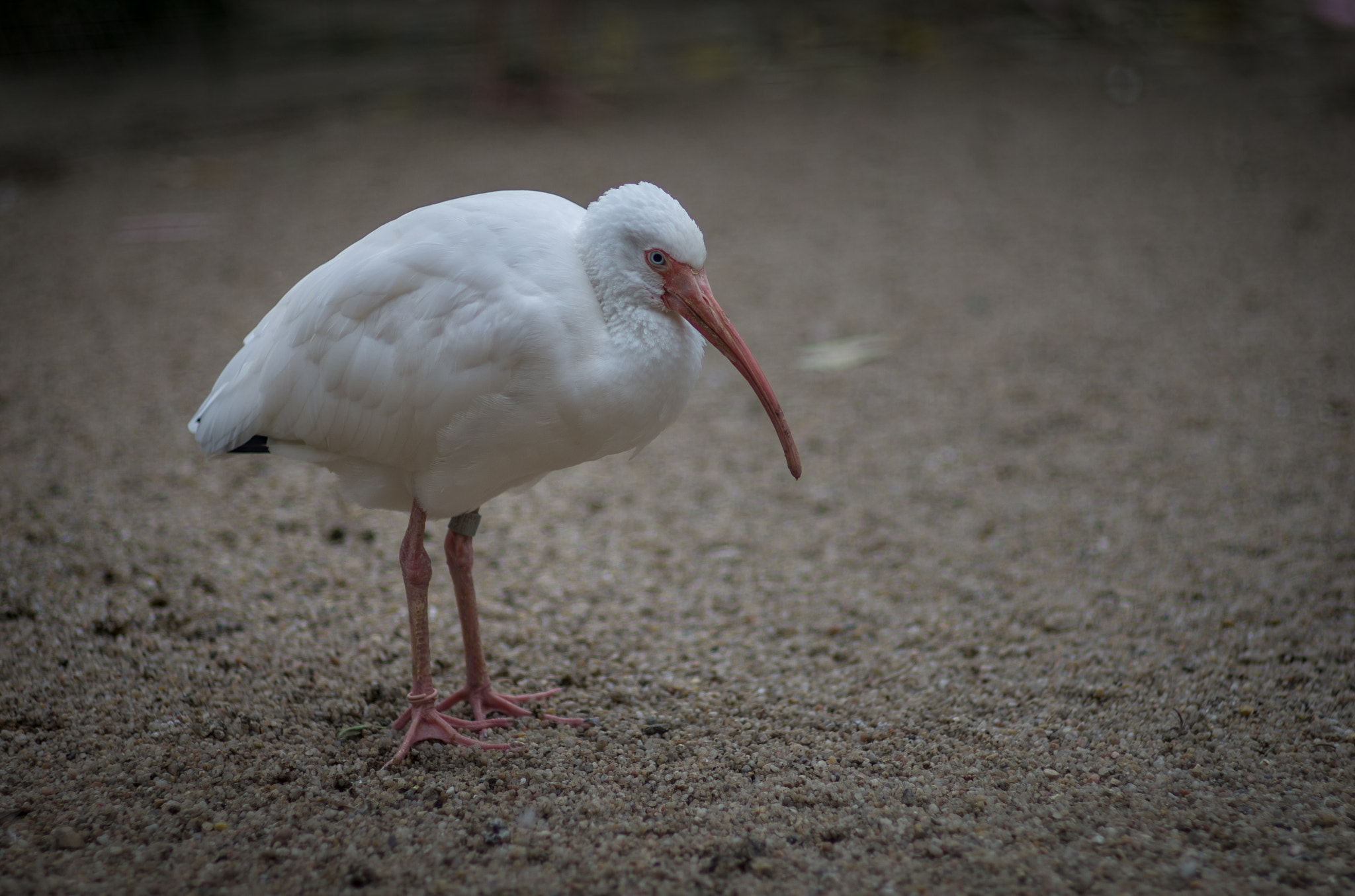 Pentax smc FA 77mm 1.8 Limited sample photo. White ibis photography
