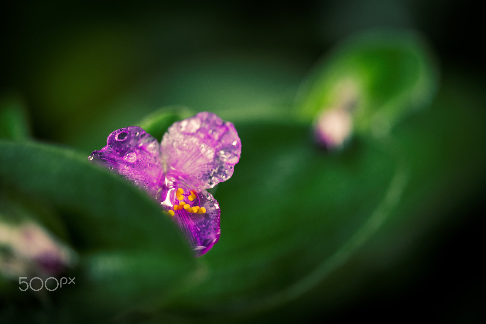 Sigma 105mm F2.8 EX DG OS HSM sample photo. Complicated photography