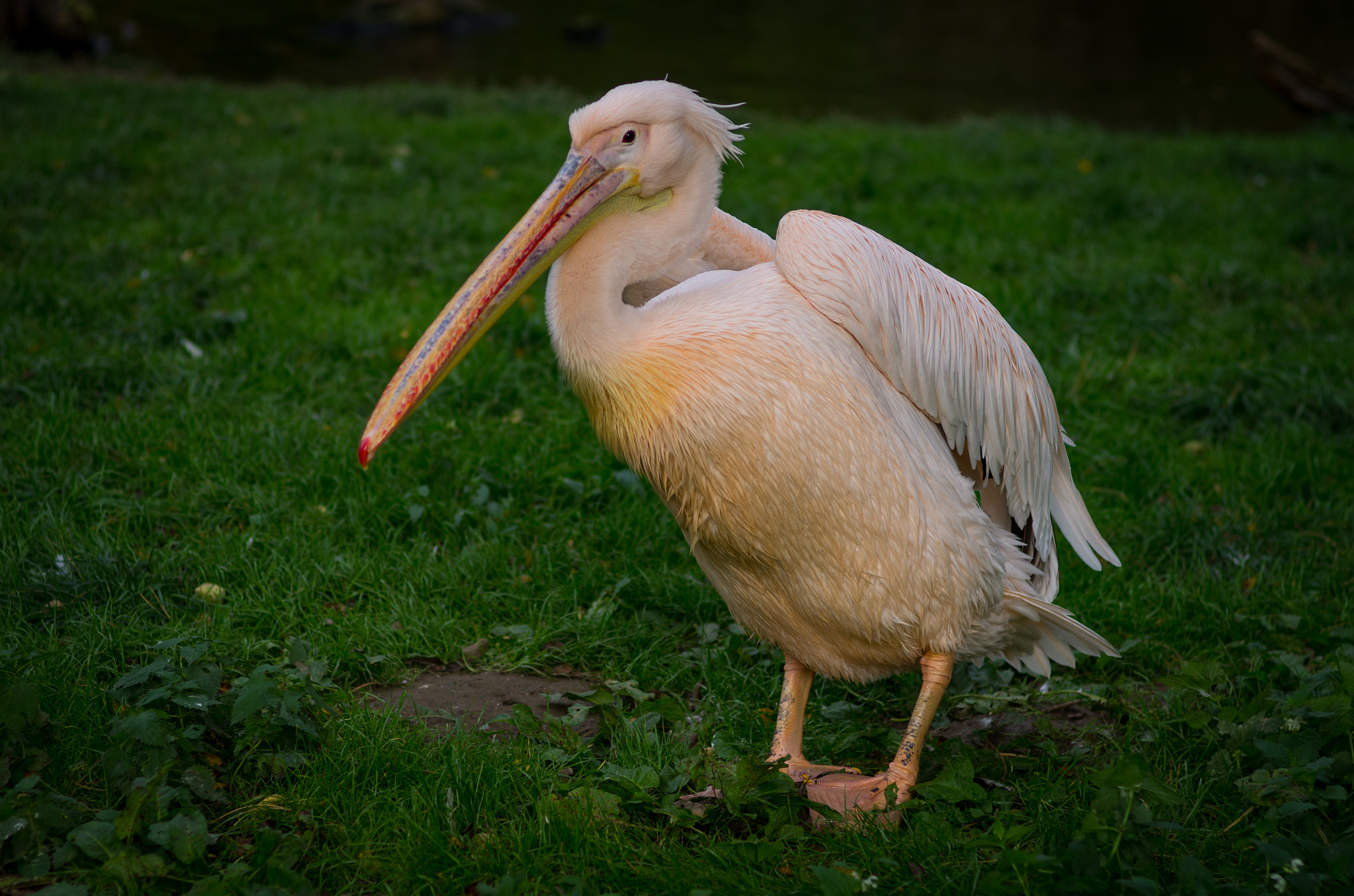 Pentax K-5 sample photo. Pelican photography