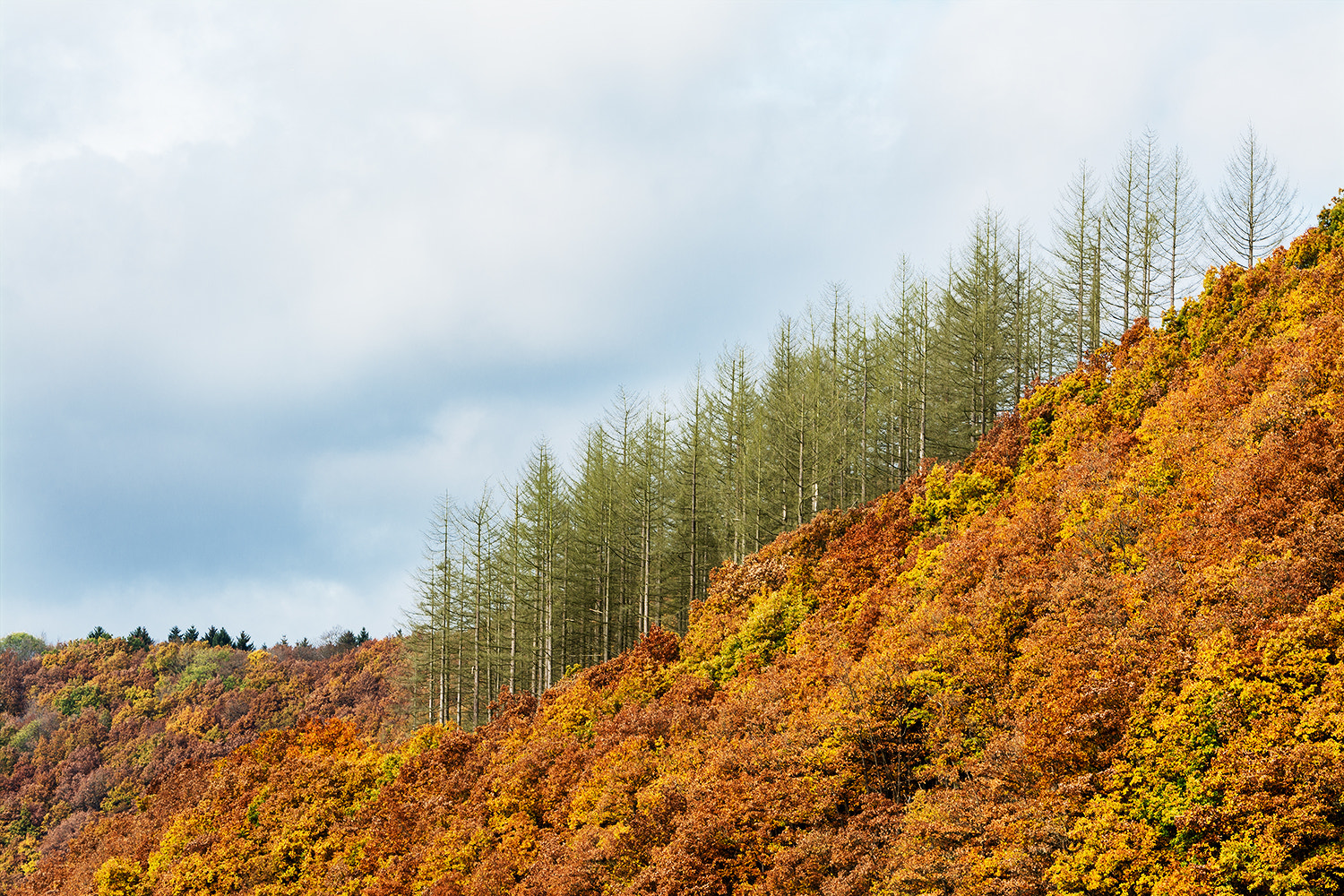 Tamron SP 70-200mm F2.8 Di VC USD sample photo. Colors of autumn photography