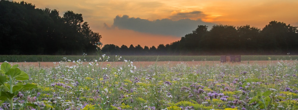 Sigma 18-125mm F3.8-5.6 DC OS HSM sample photo. Eveningclouds photography