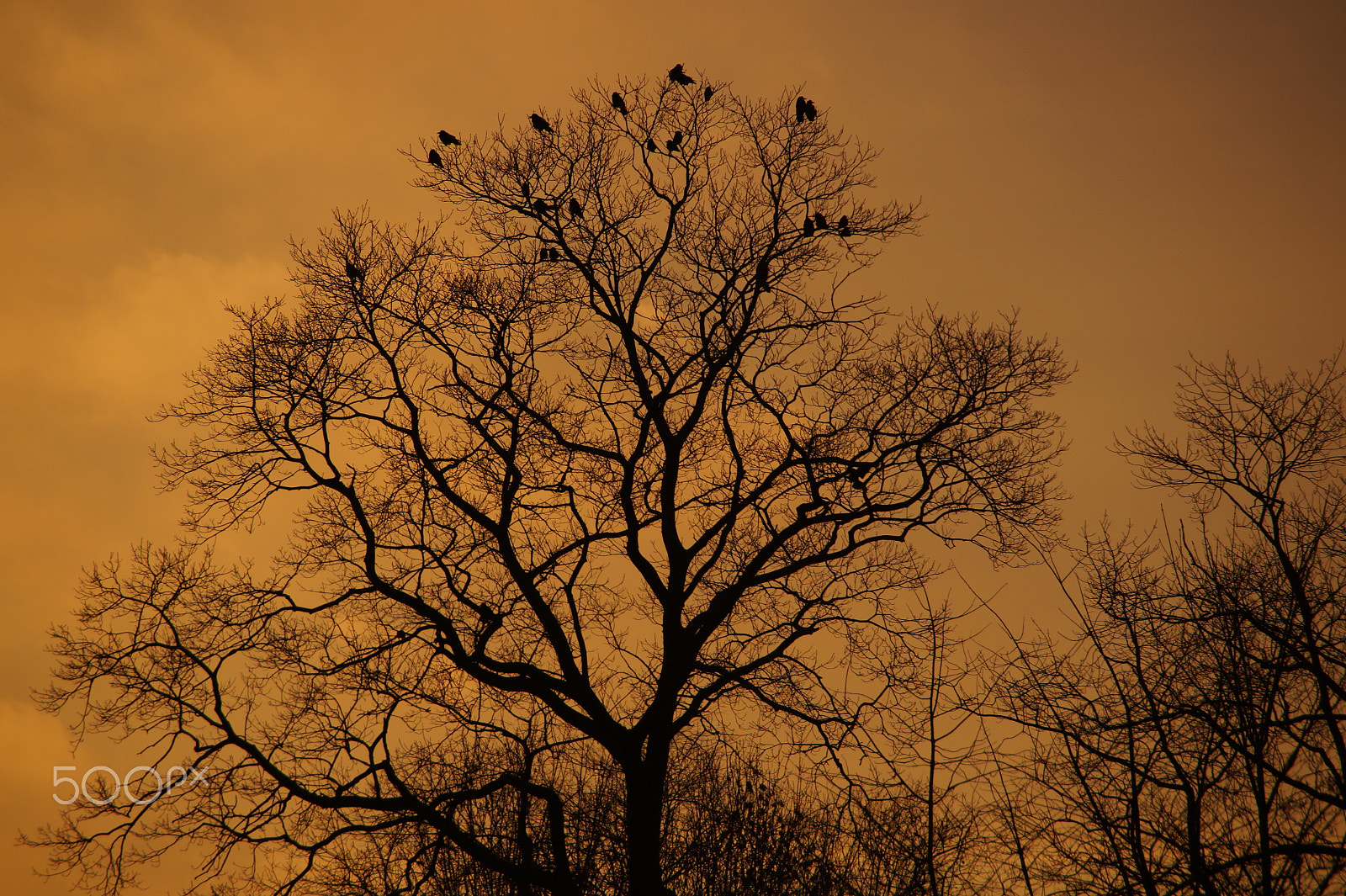 Sony SLT-A58 + Tamron Lens (255) sample photo. Silence is golden photography