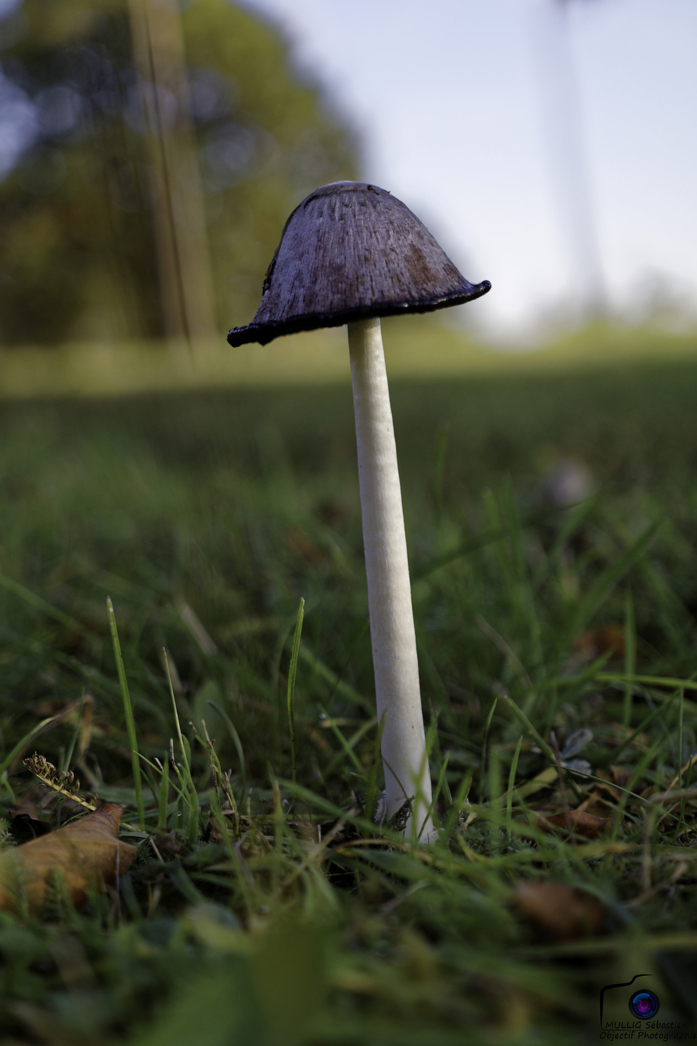 Sigma 18-35mm f/1.8 DC HSM sample photo. 30335795000.jpg photography