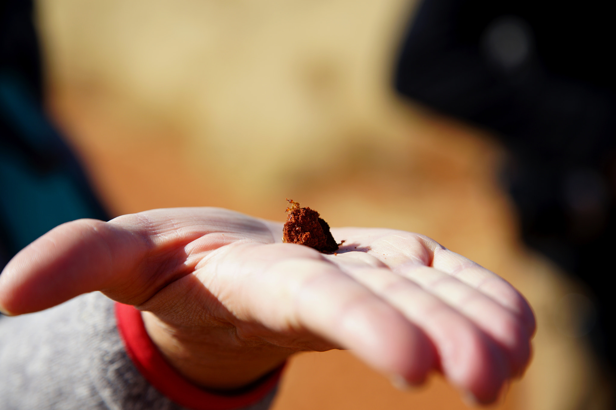 Sony a7 II + Canon EF 24-105mm F4L IS USM sample photo. Little termites namibia photography