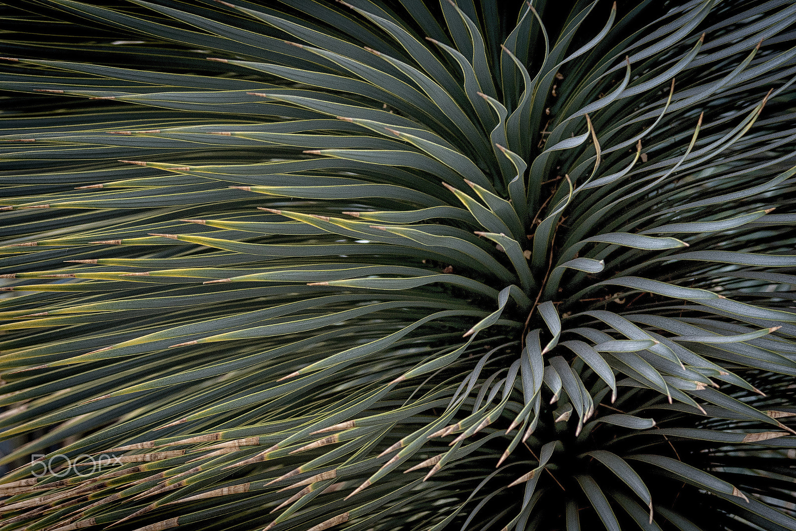 ZEISS Makro-Planar T* 100mm F2 sample photo. The texture photography