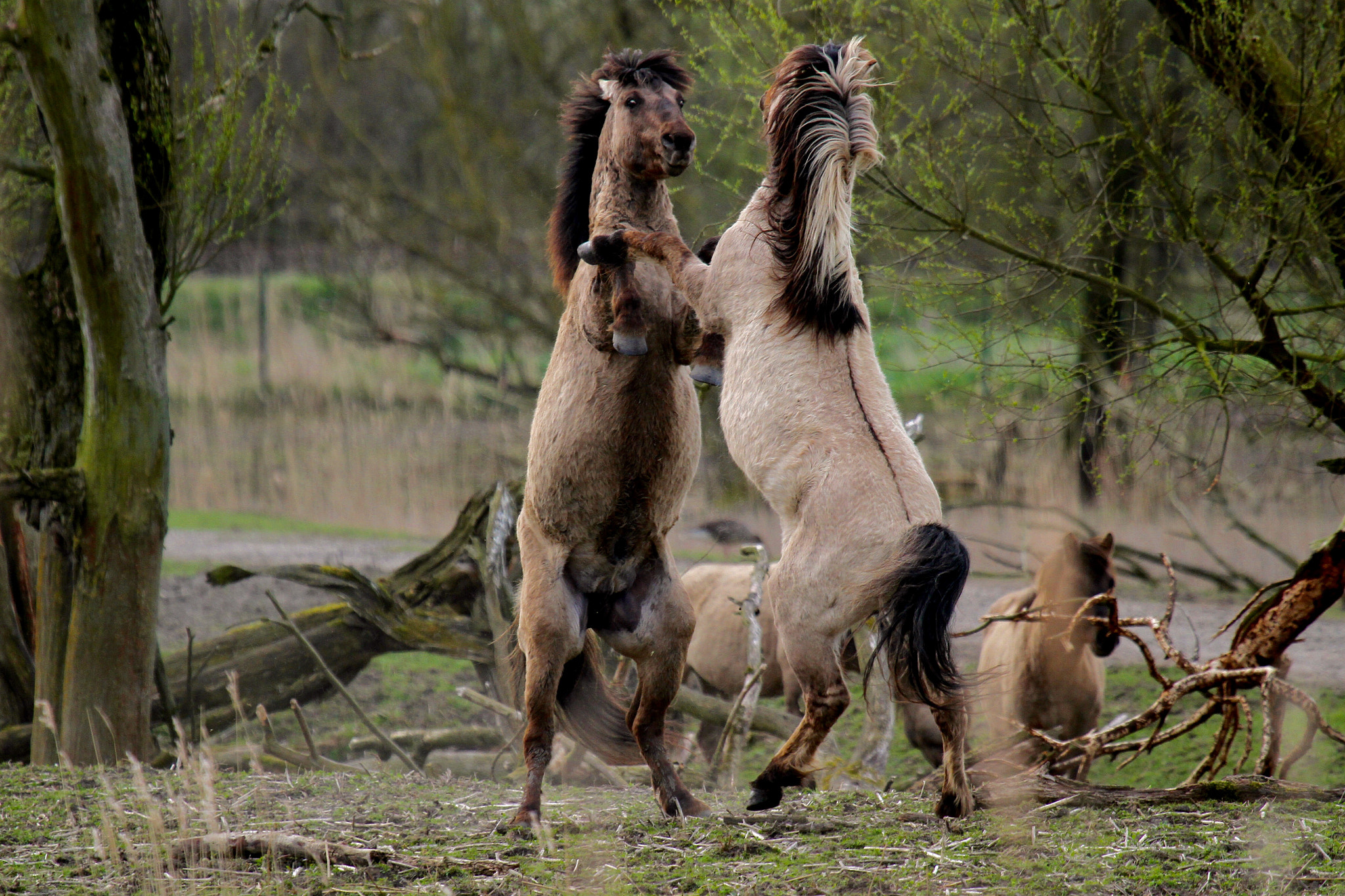 Canon EF 100-400mm F4.5-5.6L IS USM sample photo. Dancing horses photography