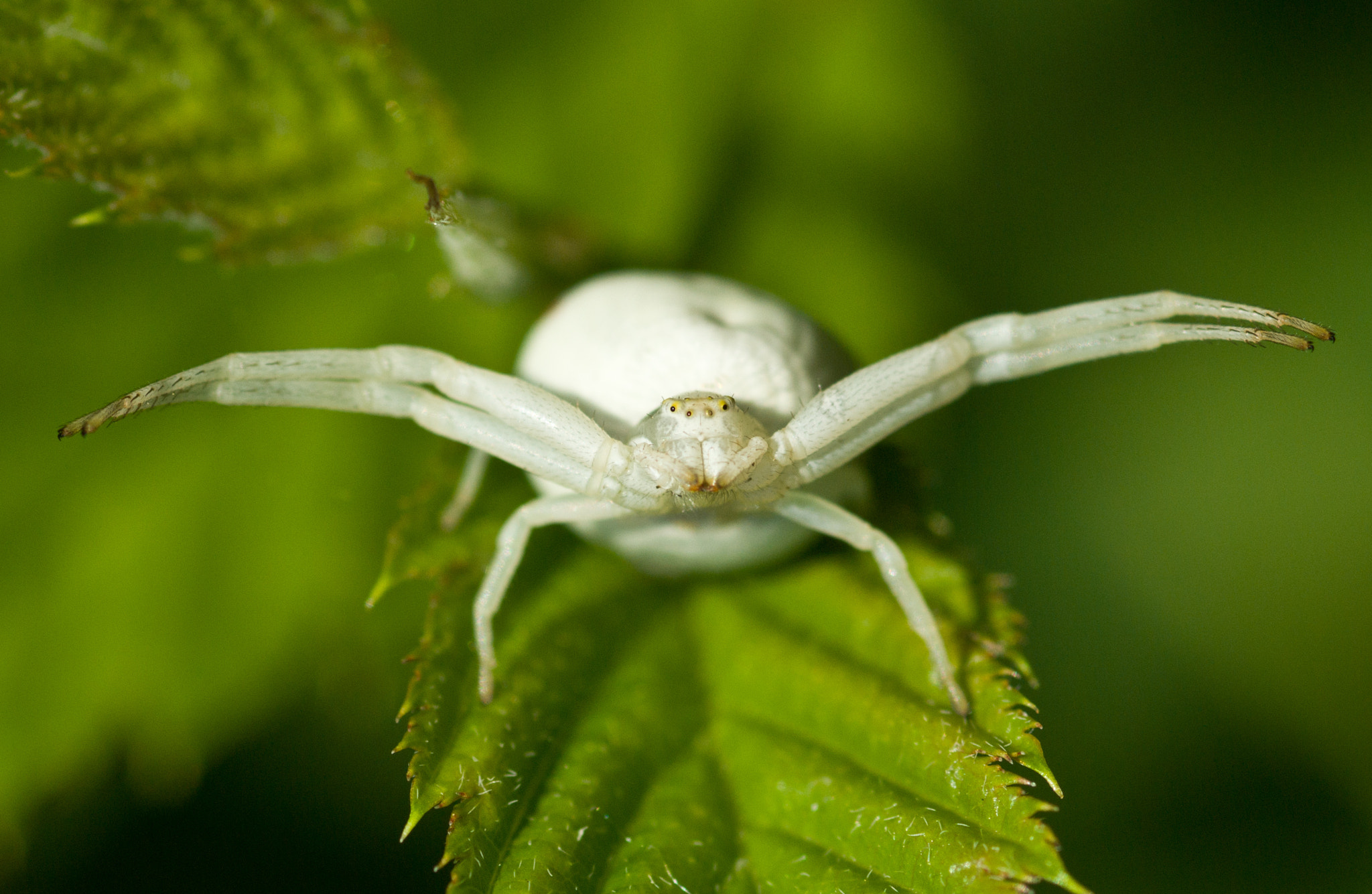 smc PENTAX-F Macro 100mm F2.8 sample photo. Krabspin photography