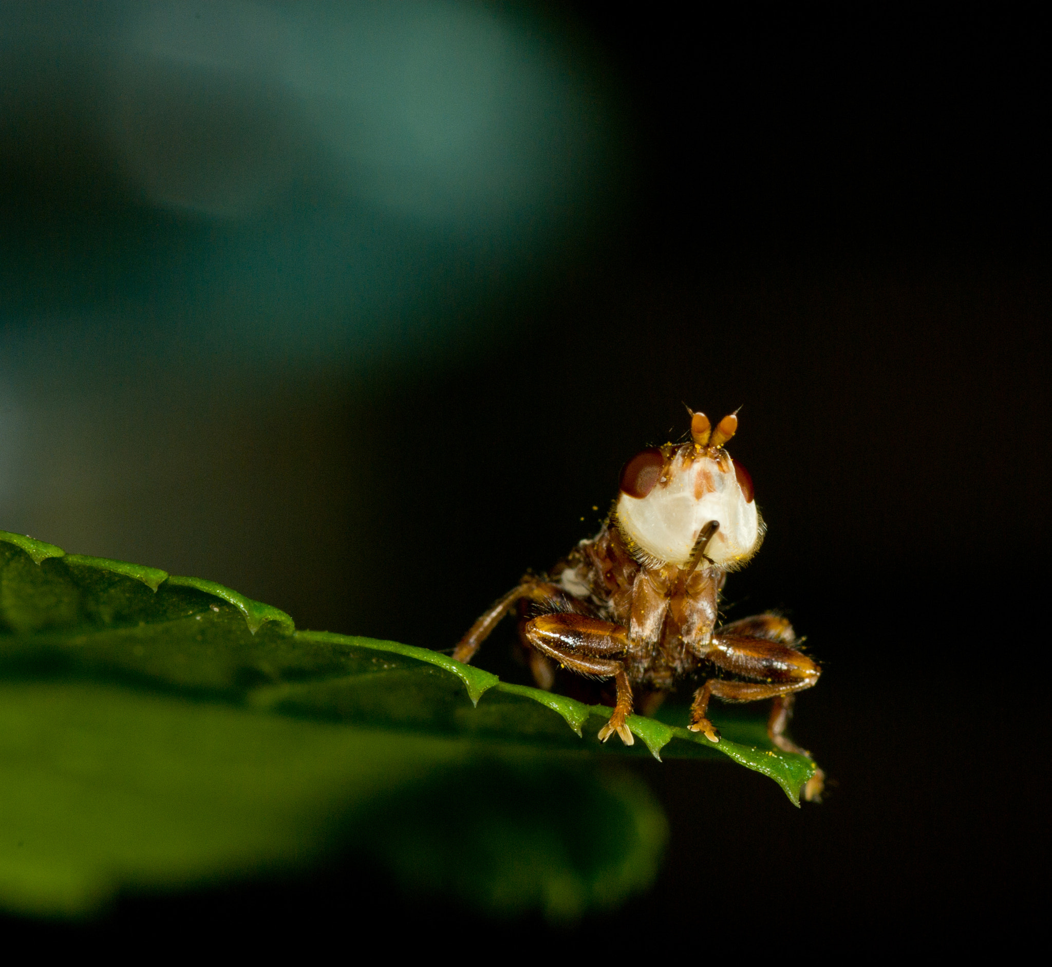 Pentax K10D + smc PENTAX-F Macro 100mm F2.8 sample photo. Blaaskop photography