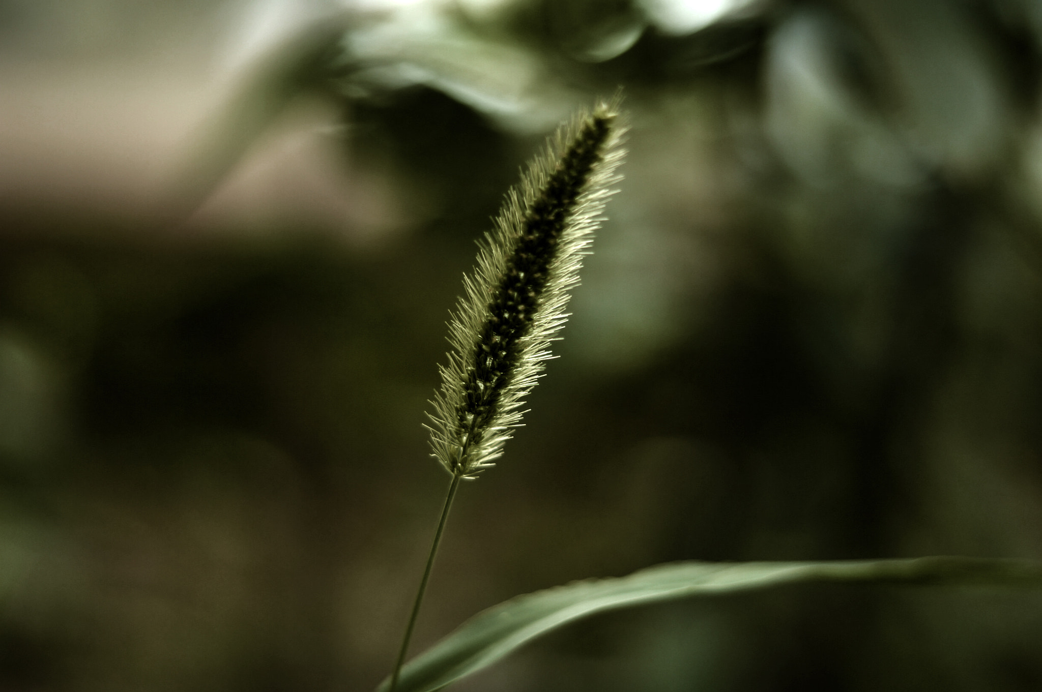 Sony DT 50mm F1.8 SAM sample photo. Yeşil.. photography
