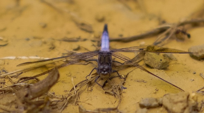 Sony FE 85mm F1.4 GM sample photo. Dragonfly photography