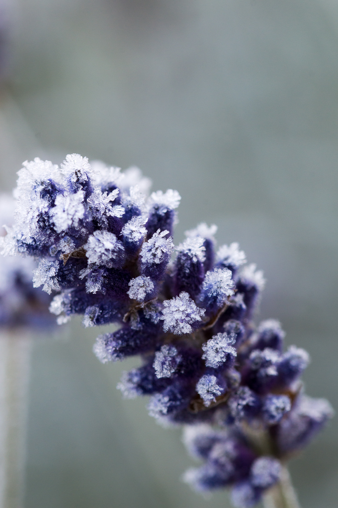 Sigma 105mm F2.8 EX DG OS HSM sample photo. Icy photography
