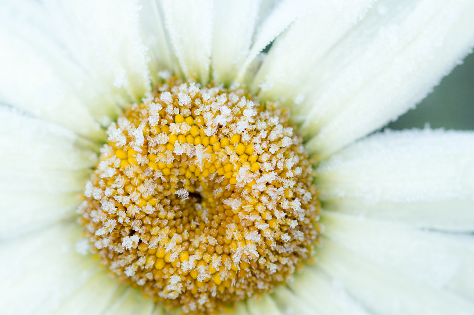 Sigma 105mm F2.8 EX DG OS HSM sample photo. Iced flower photography