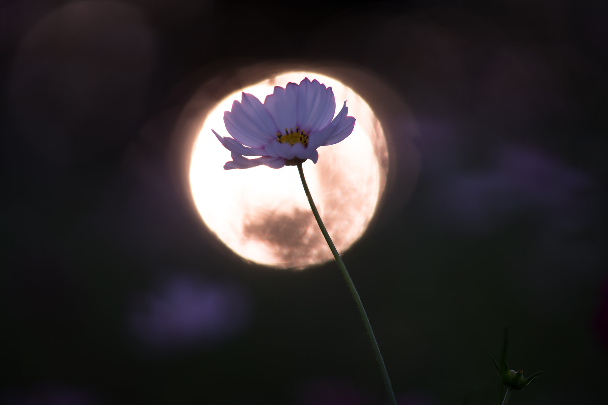 Sony Sonnar T* 135mm F1.8 ZA sample photo. Fake moon photography