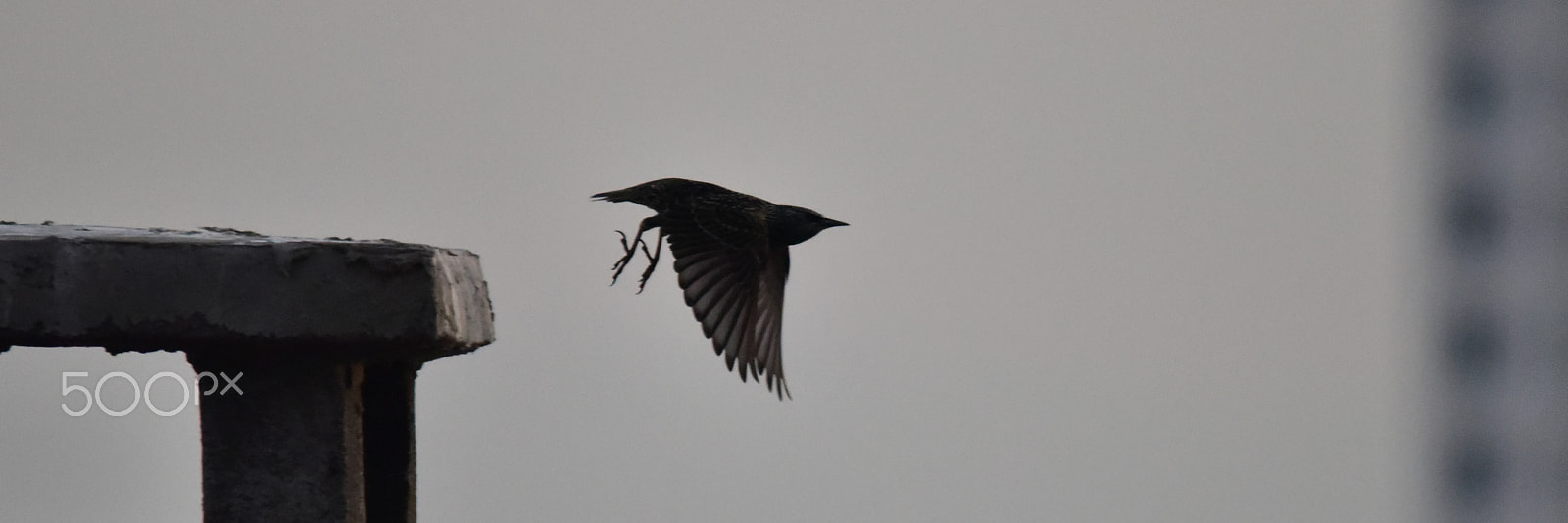 Sigma 150-500mm F5-6.3 DG OS HSM sample photo. Wings up photography