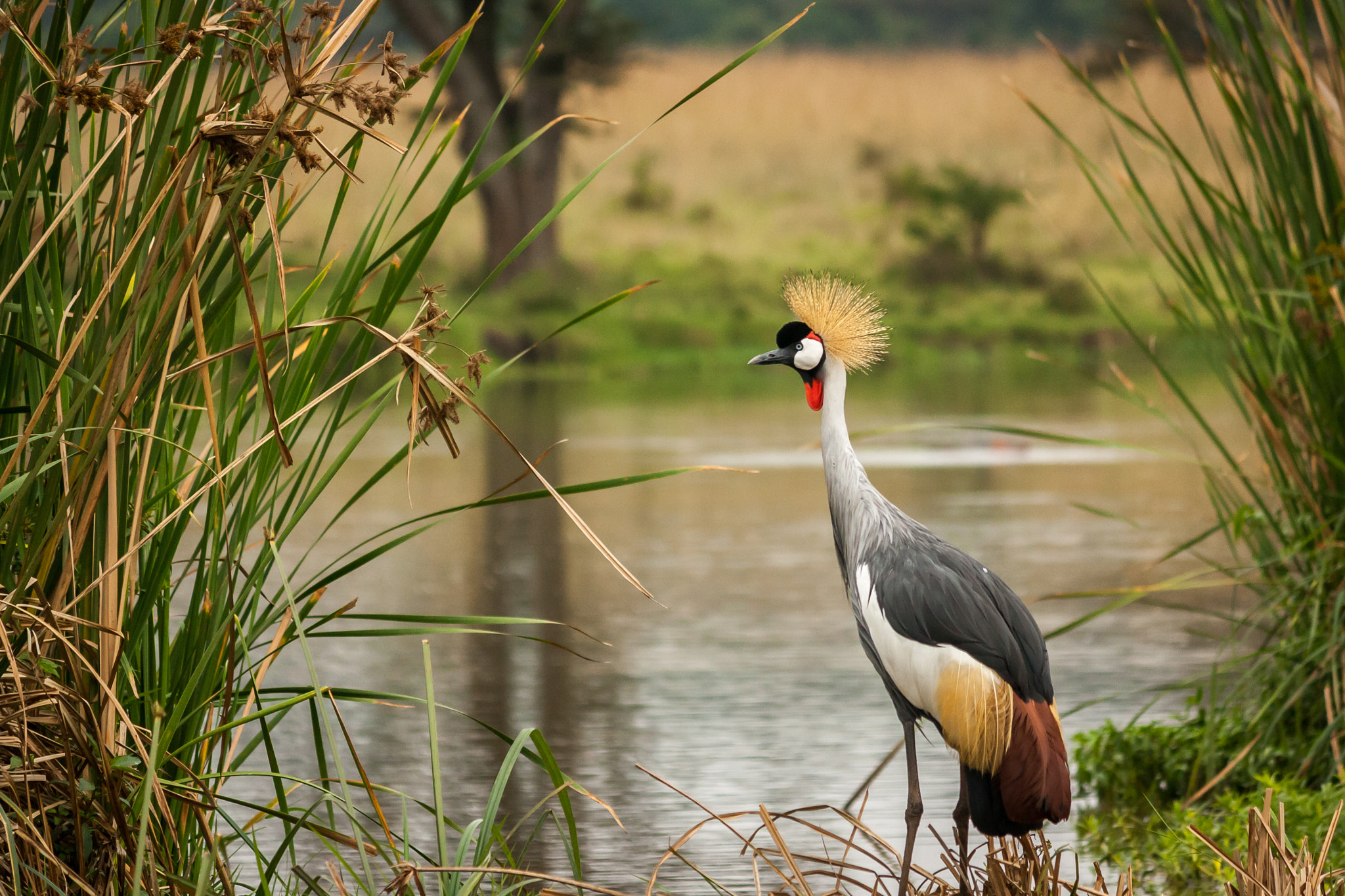 Canon EF-S 55-250mm F4-5.6 IS sample photo. Grey crowned crane 2 photography