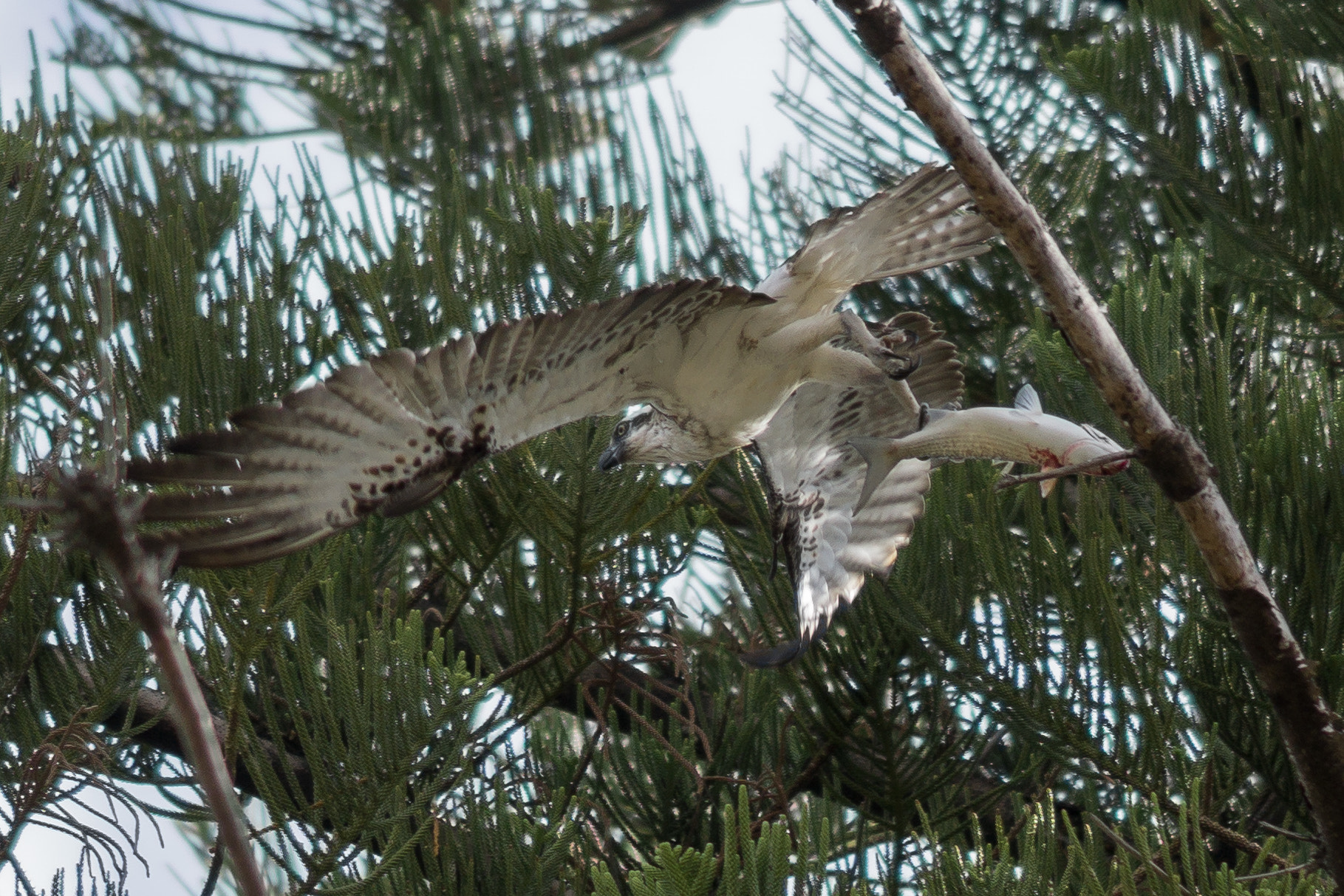 Sony FE 85mm F1.4 GM sample photo. Catch of the day photography
