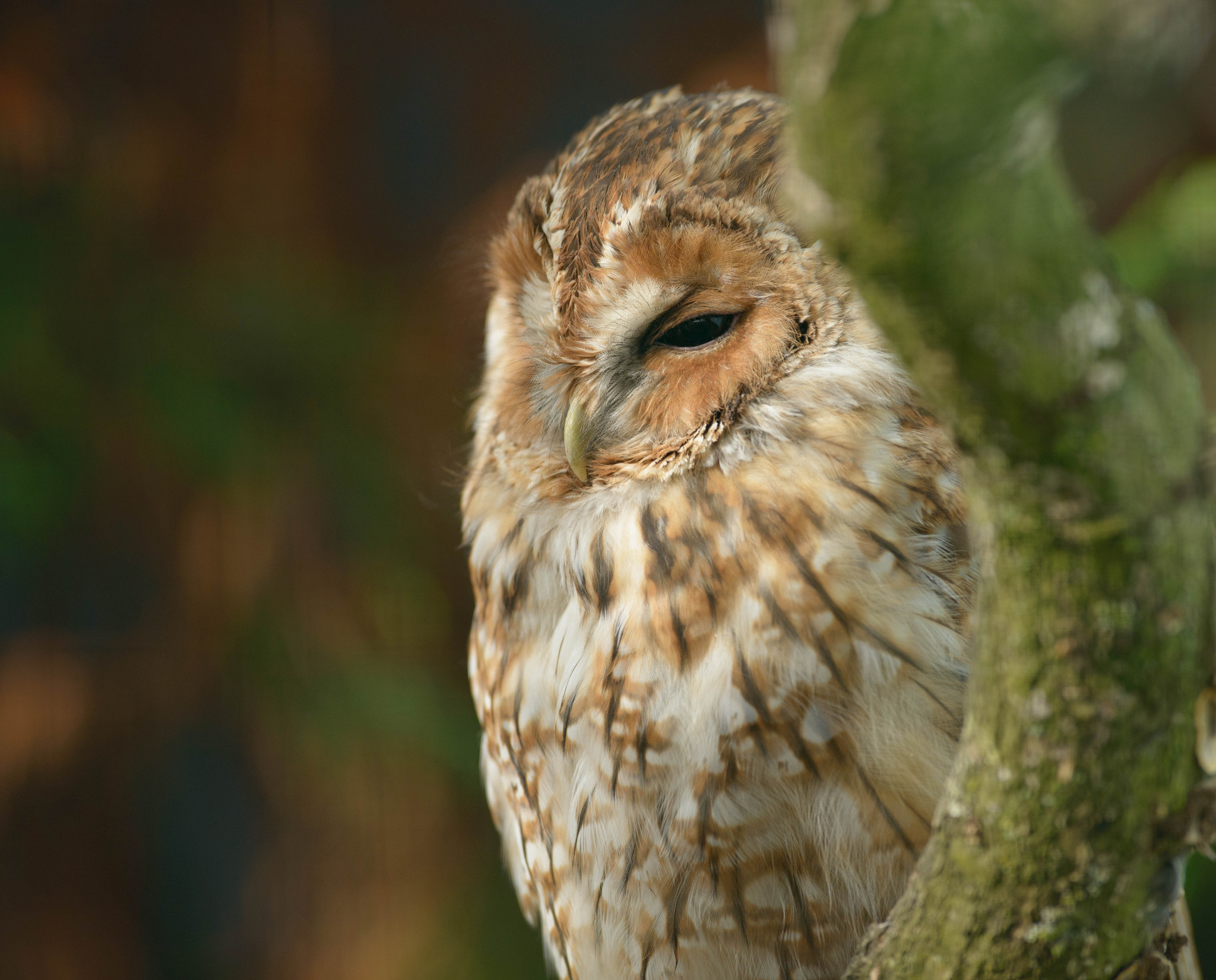 Nikon D800 sample photo. Tawny owl photography