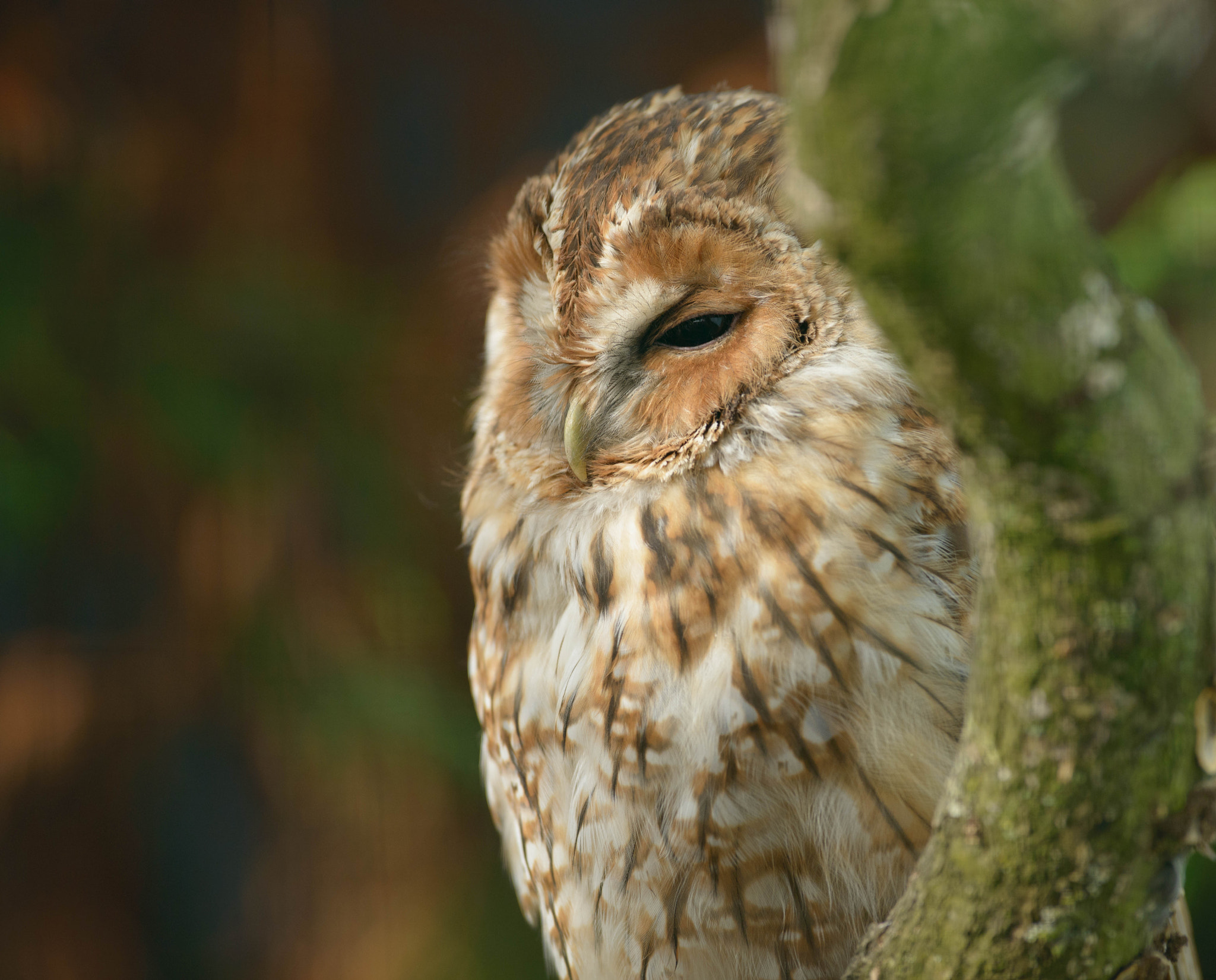 AF-S Nikkor 300mm f/2.8D IF-ED II sample photo. Tawny owl photography