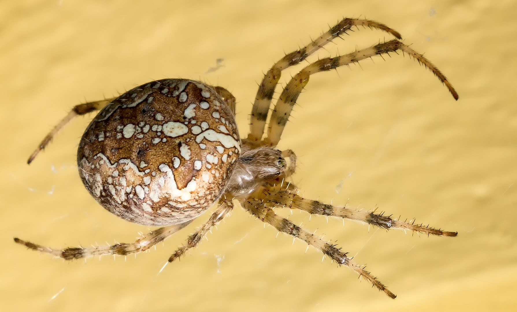 Canon EF 100mm F2.8L Macro IS USM sample photo. Spider :  araneus diadematus photography