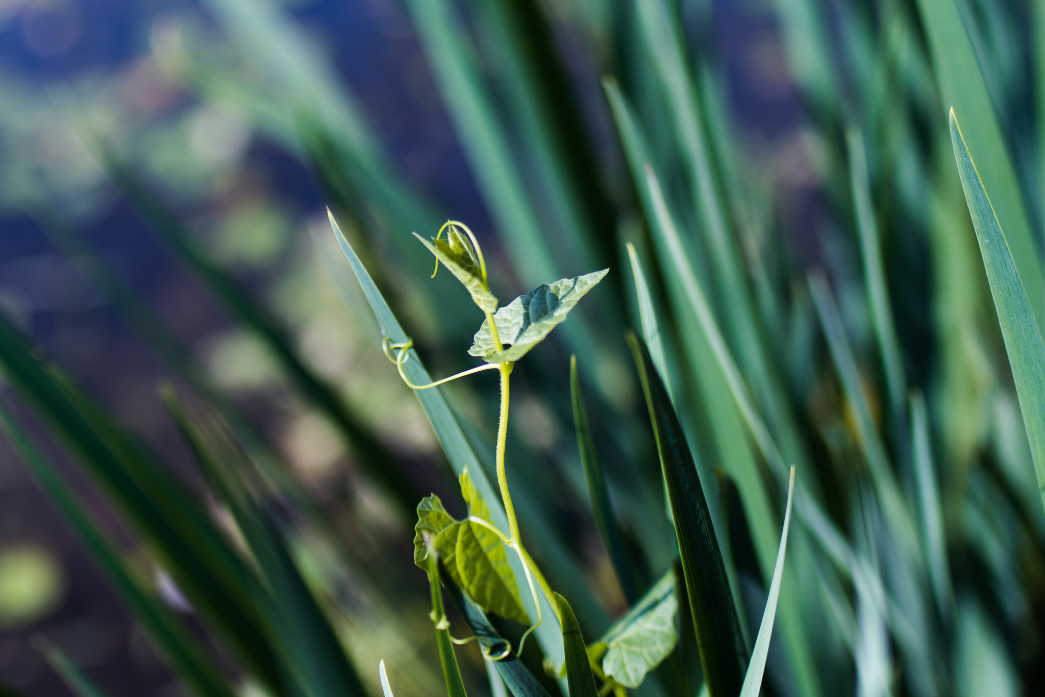Tamron SP 35mm F1.8 Di VC USD sample photo. Img photography