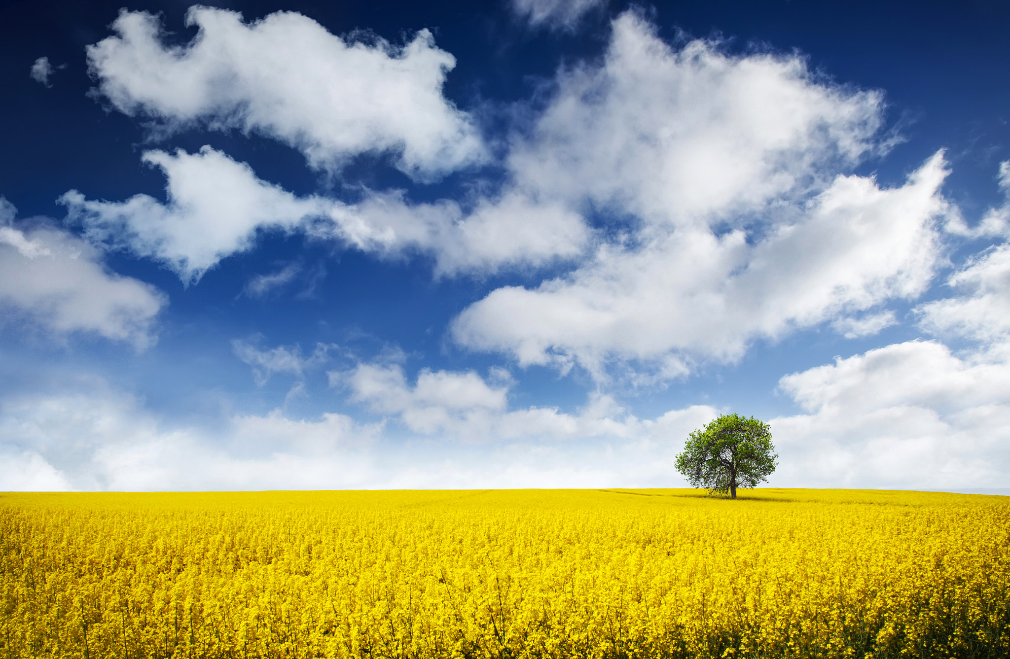 Nikon D600 + AF Nikkor 20mm f/2.8 sample photo. Yellow field with a tree photography