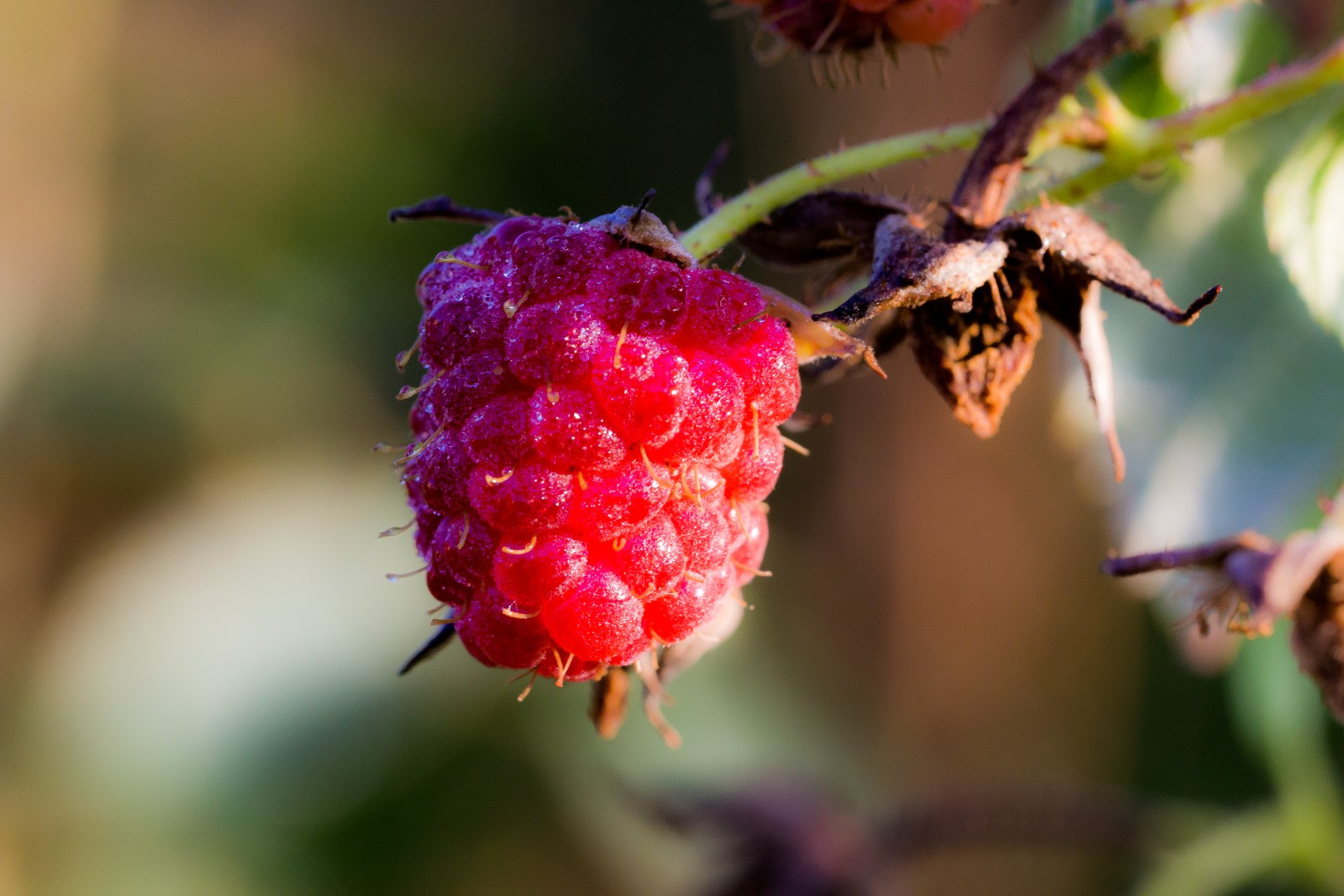 Canon EF 100mm F2.8L Macro IS USM sample photo. The last raspberry photography